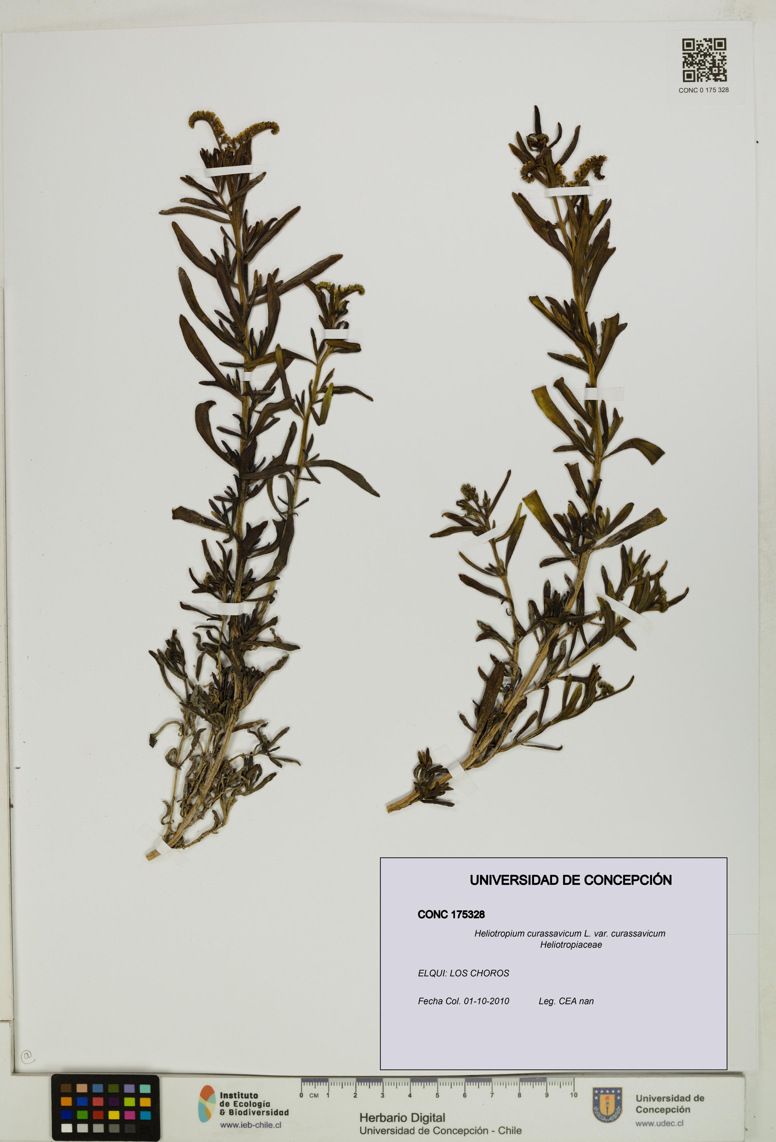 Heliotropium curassavicum var. curassavicum [Espécimen: ]