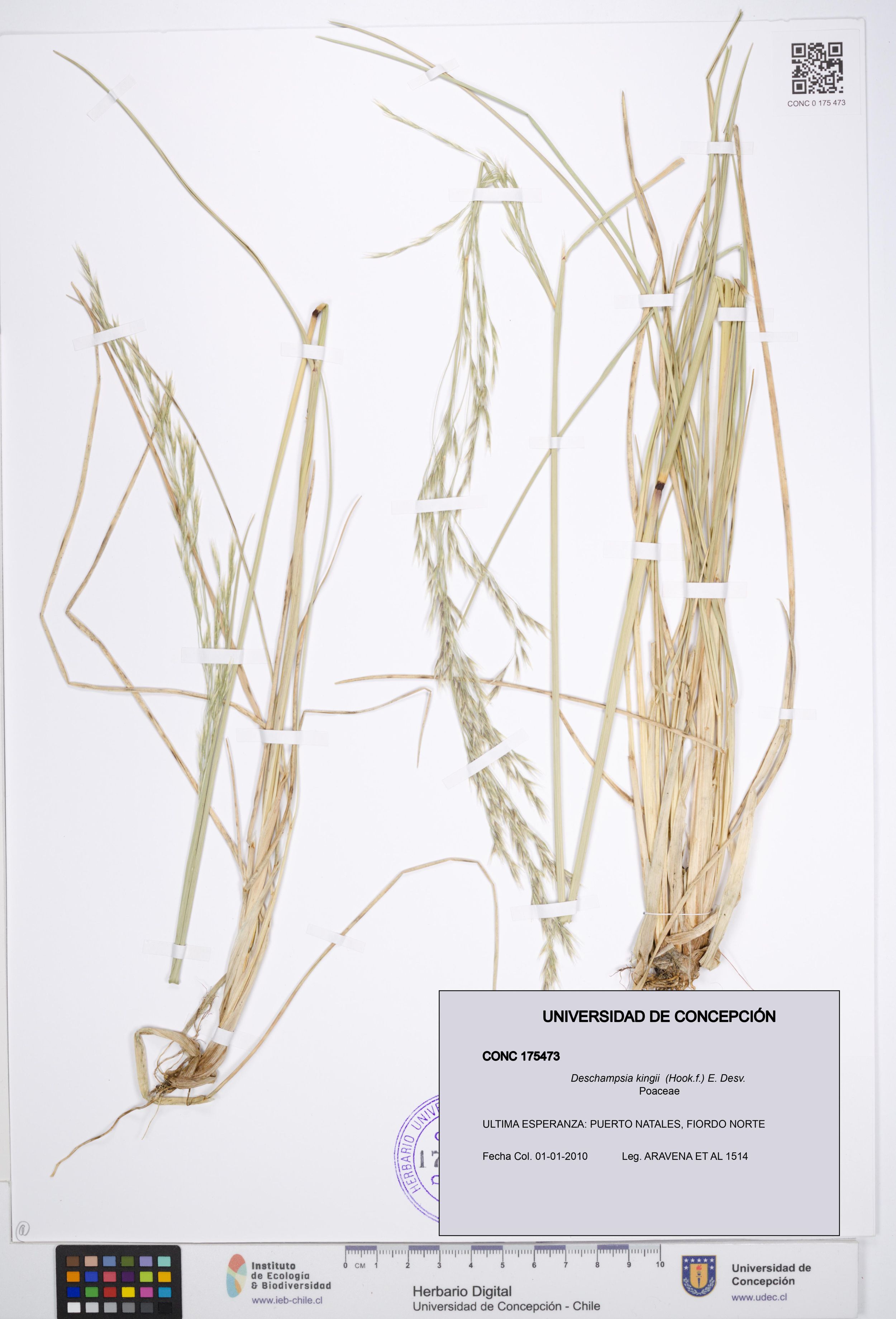 Deschampsia kingii [Espécimen: ]