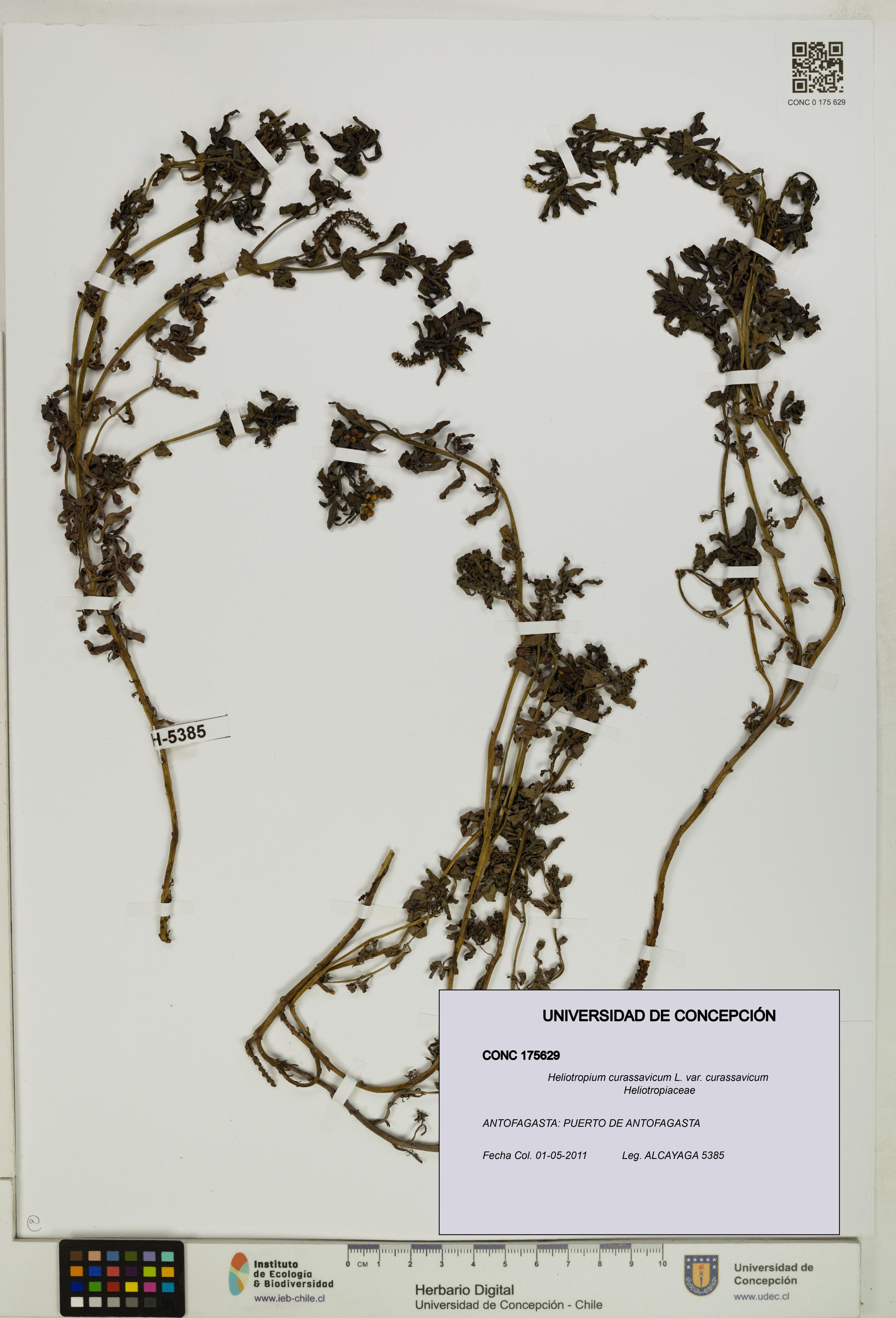 Heliotropium curassavicum var. curassavicum [Espécimen: ]