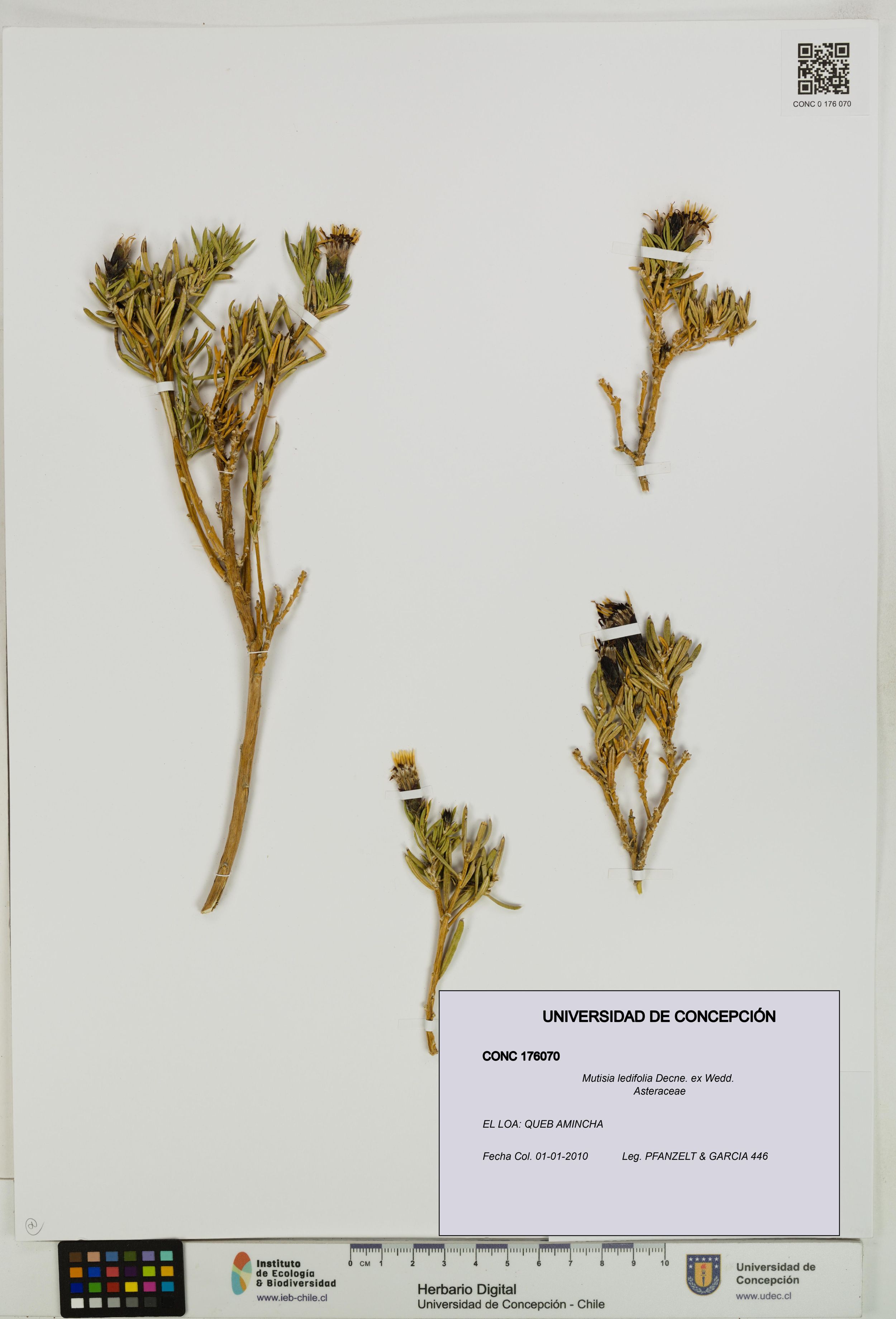 Mutisia ledifolia [Espécimen: ]
