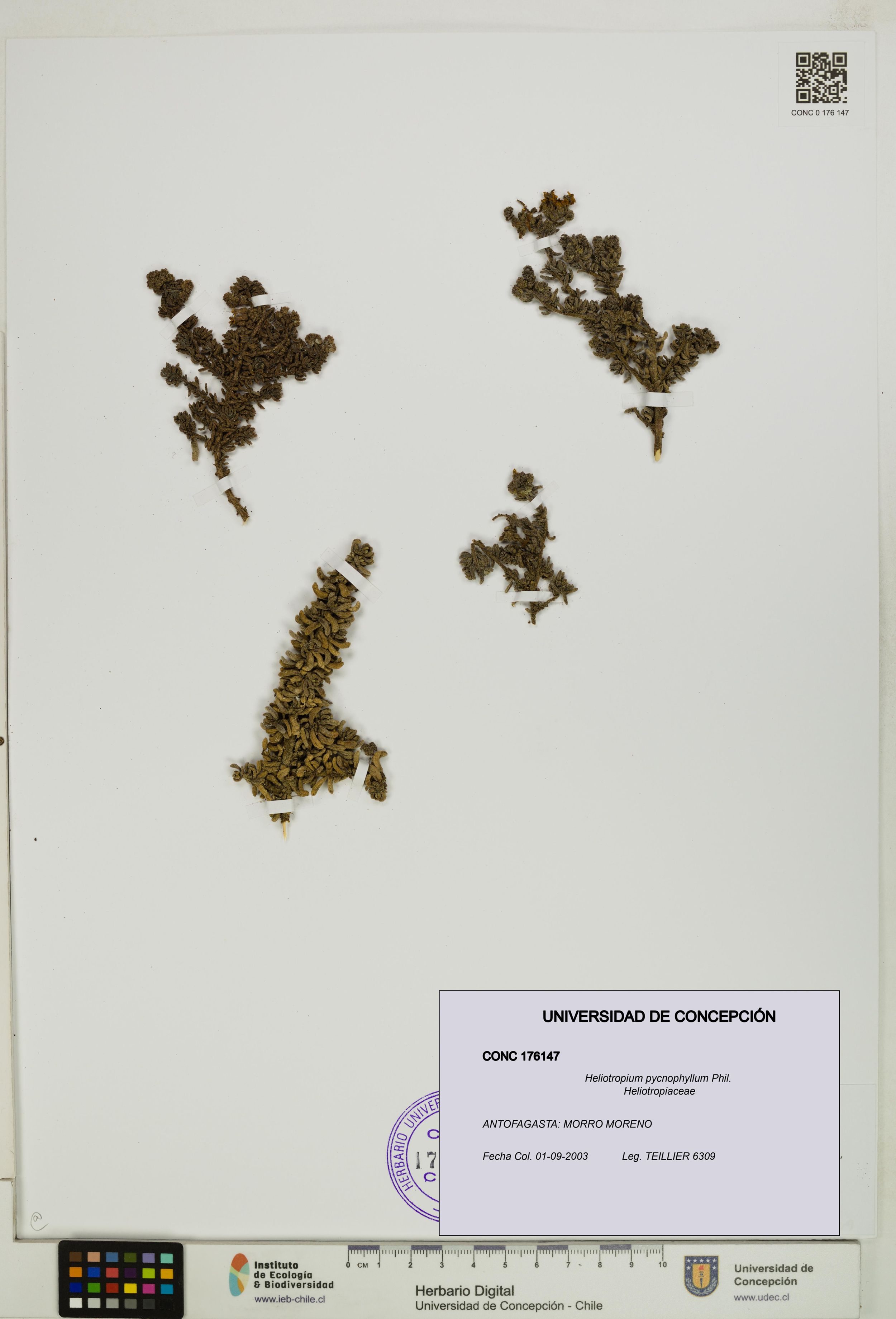 Heliotropium pycnophyllum [Espécimen: ]