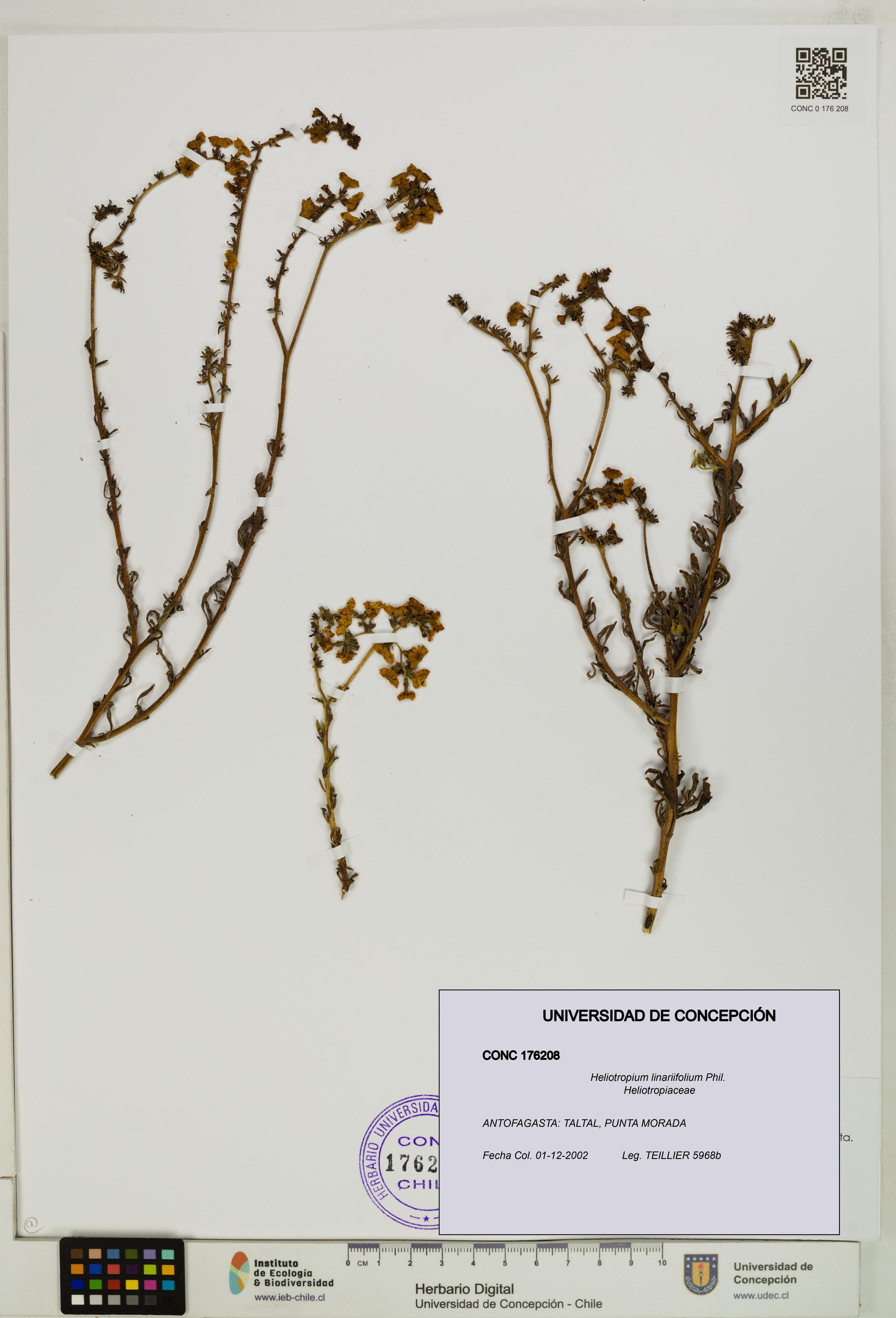 Heliotropium linariifolium [Espécimen: ]