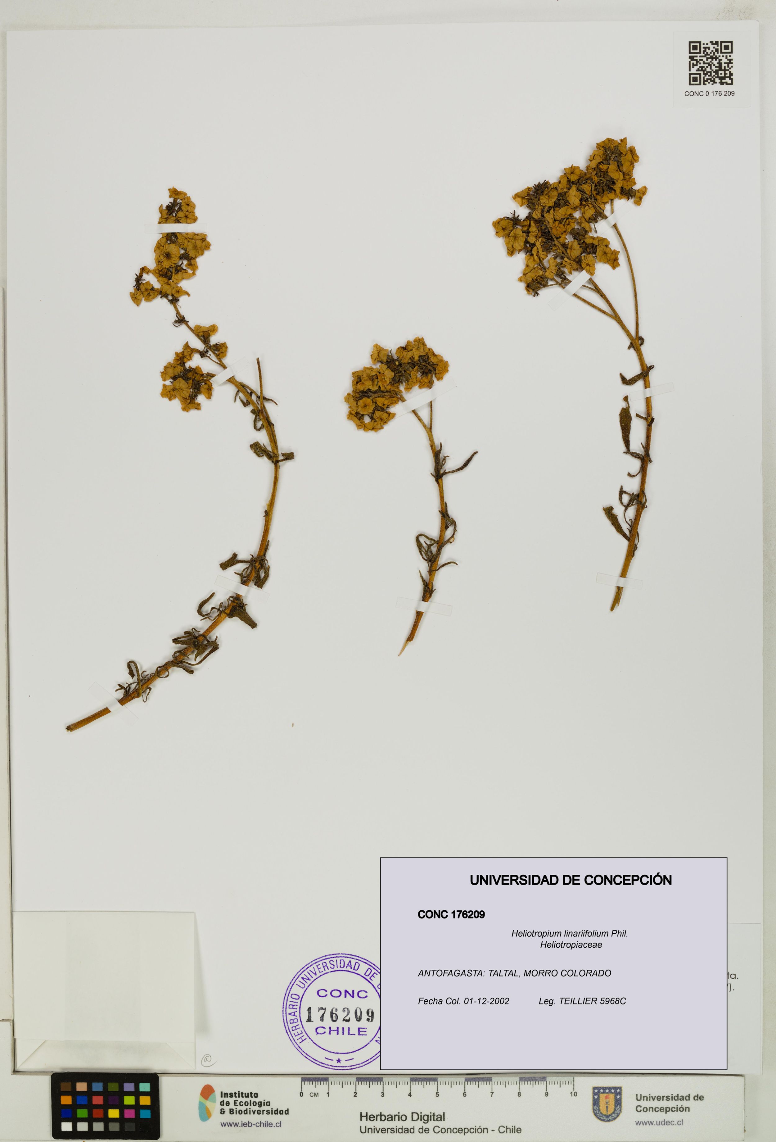 Heliotropium linariifolium [Espécimen: ]