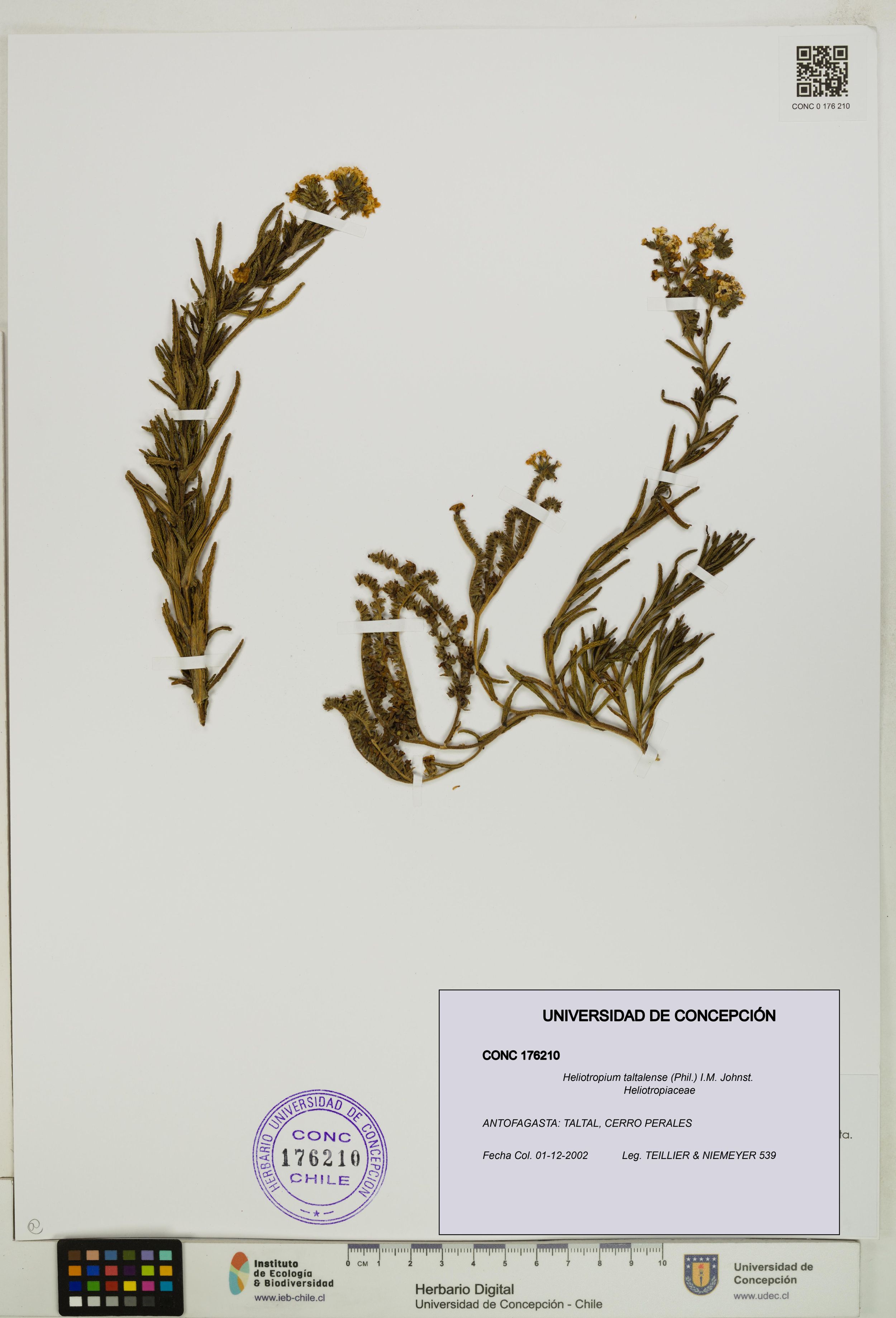 Heliotropium taltalense [Espécimen: ]