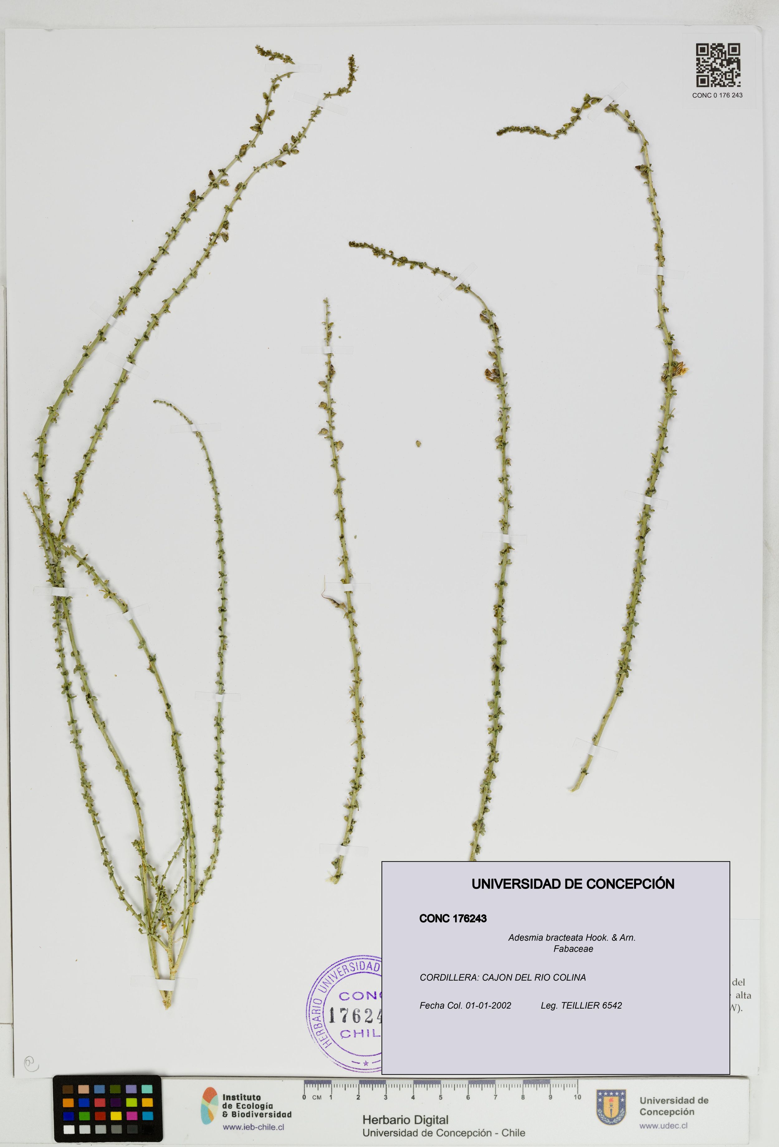 Adesmia bracteata [Espécimen: ]