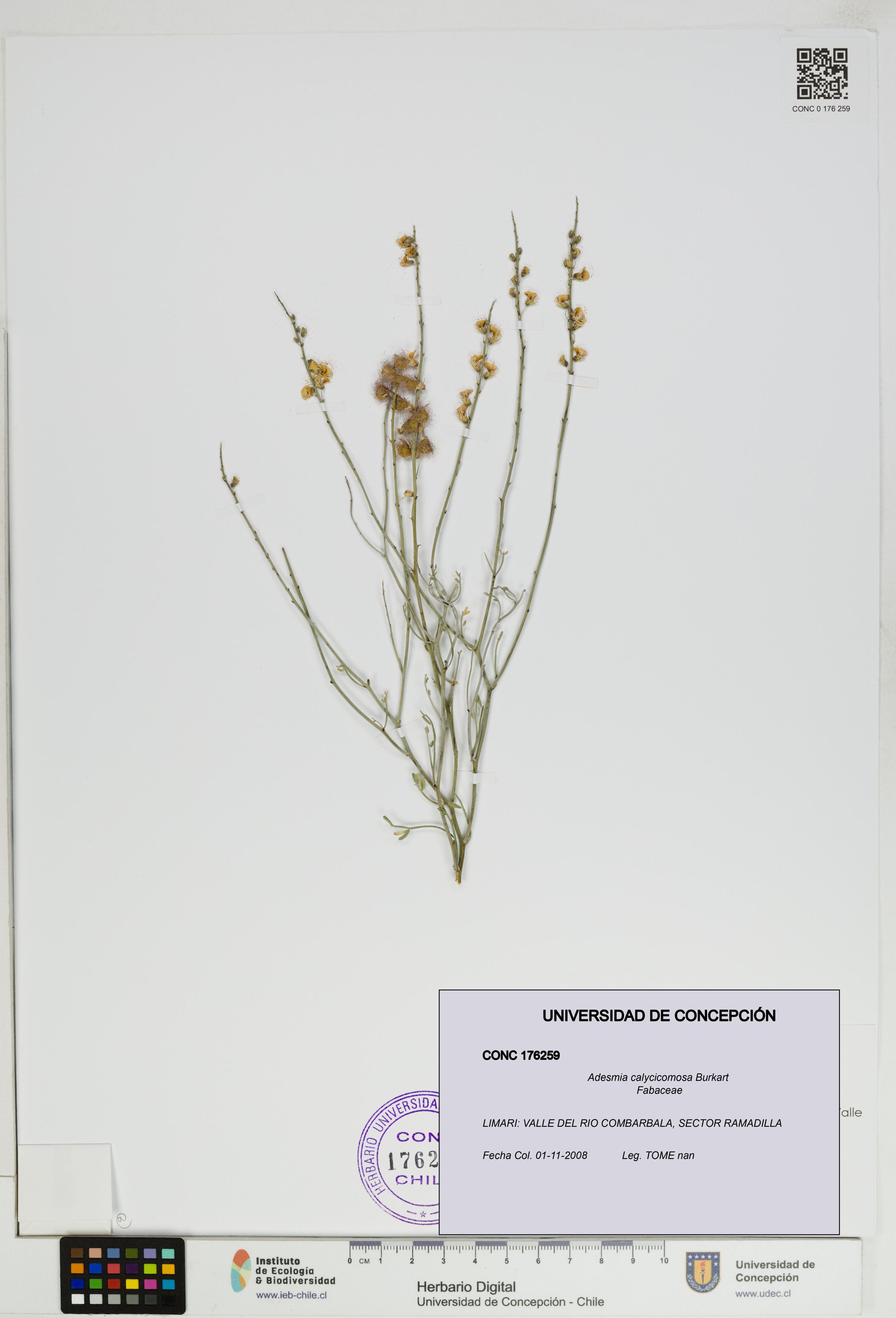 Adesmia calycicomosa [Espécimen: ]