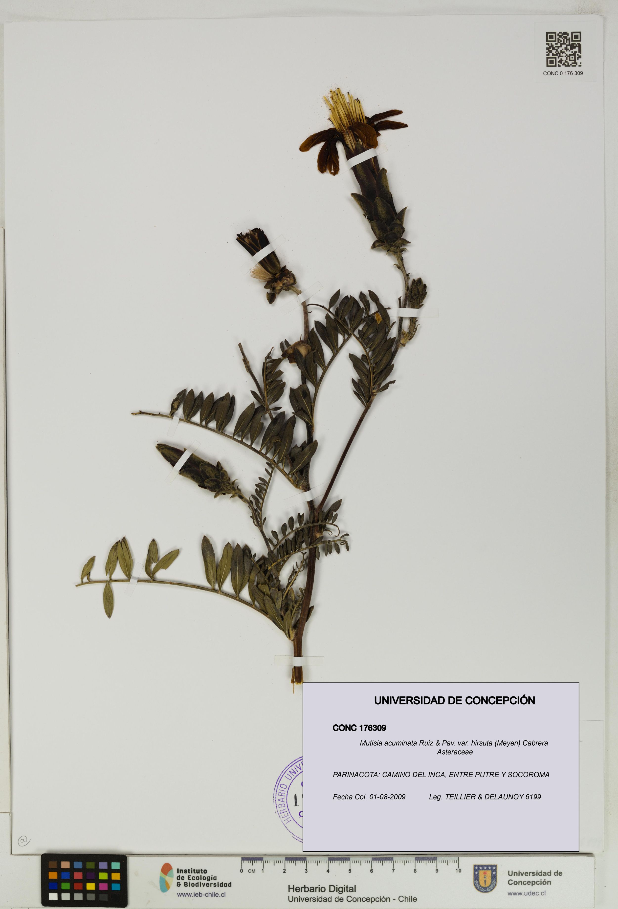 Mutisia acuminata var. hirsuta [Espécimen: ]