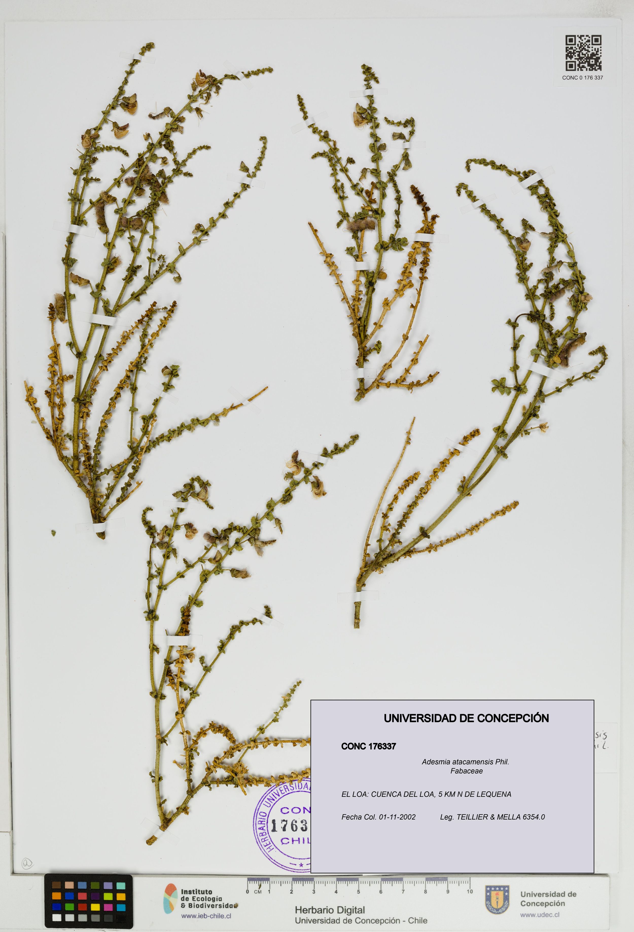 Adesmia atacamensis [Espécimen: ]