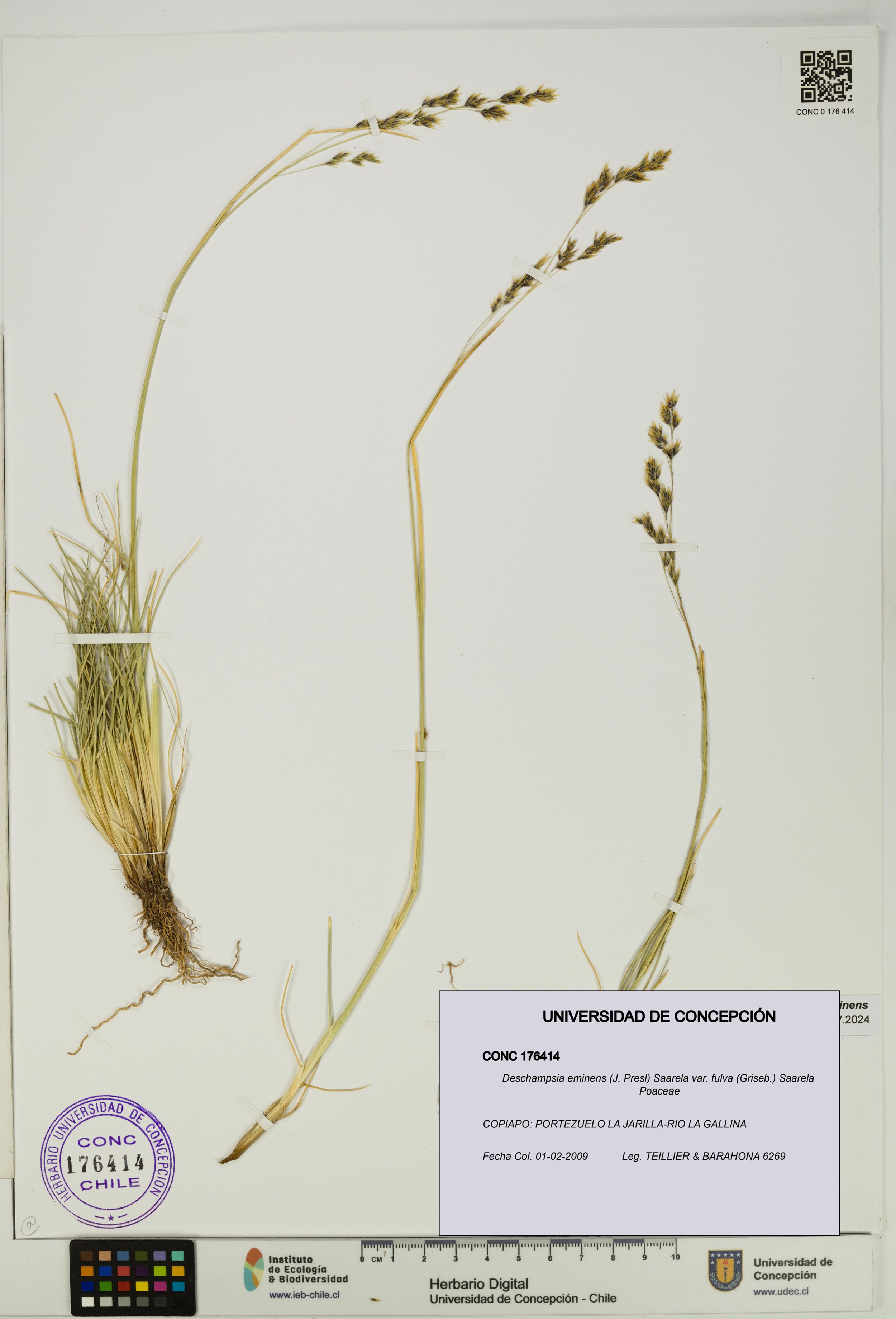 Deschampsia eminens [Espécimen: ]