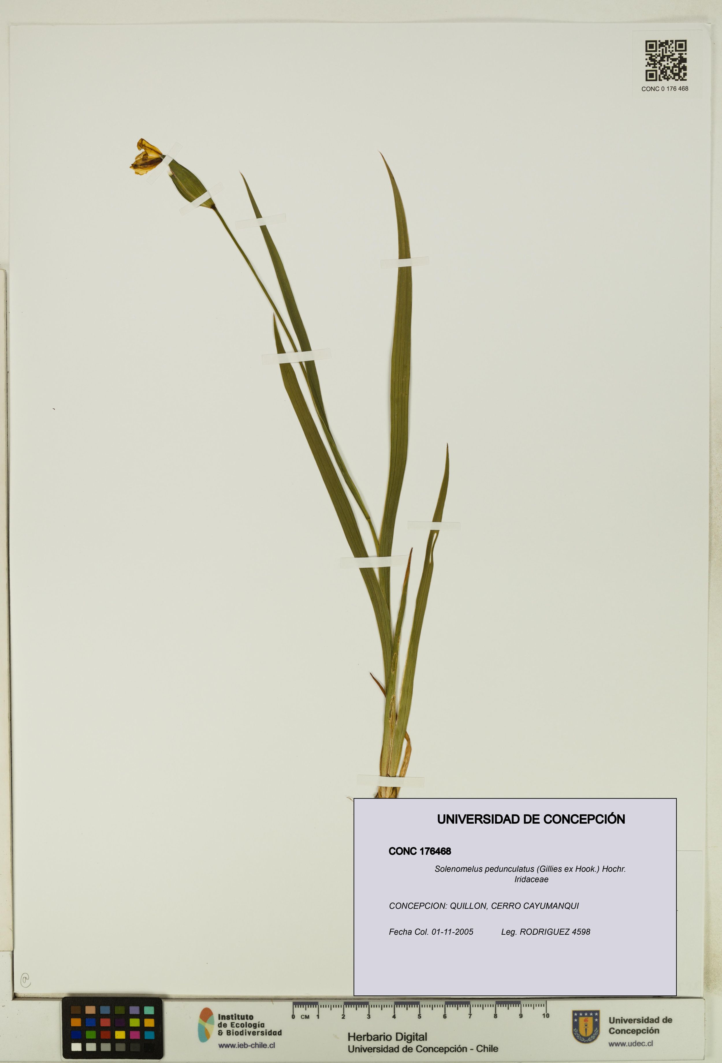 Solenomelus pedunculatus [Espécimen: ]