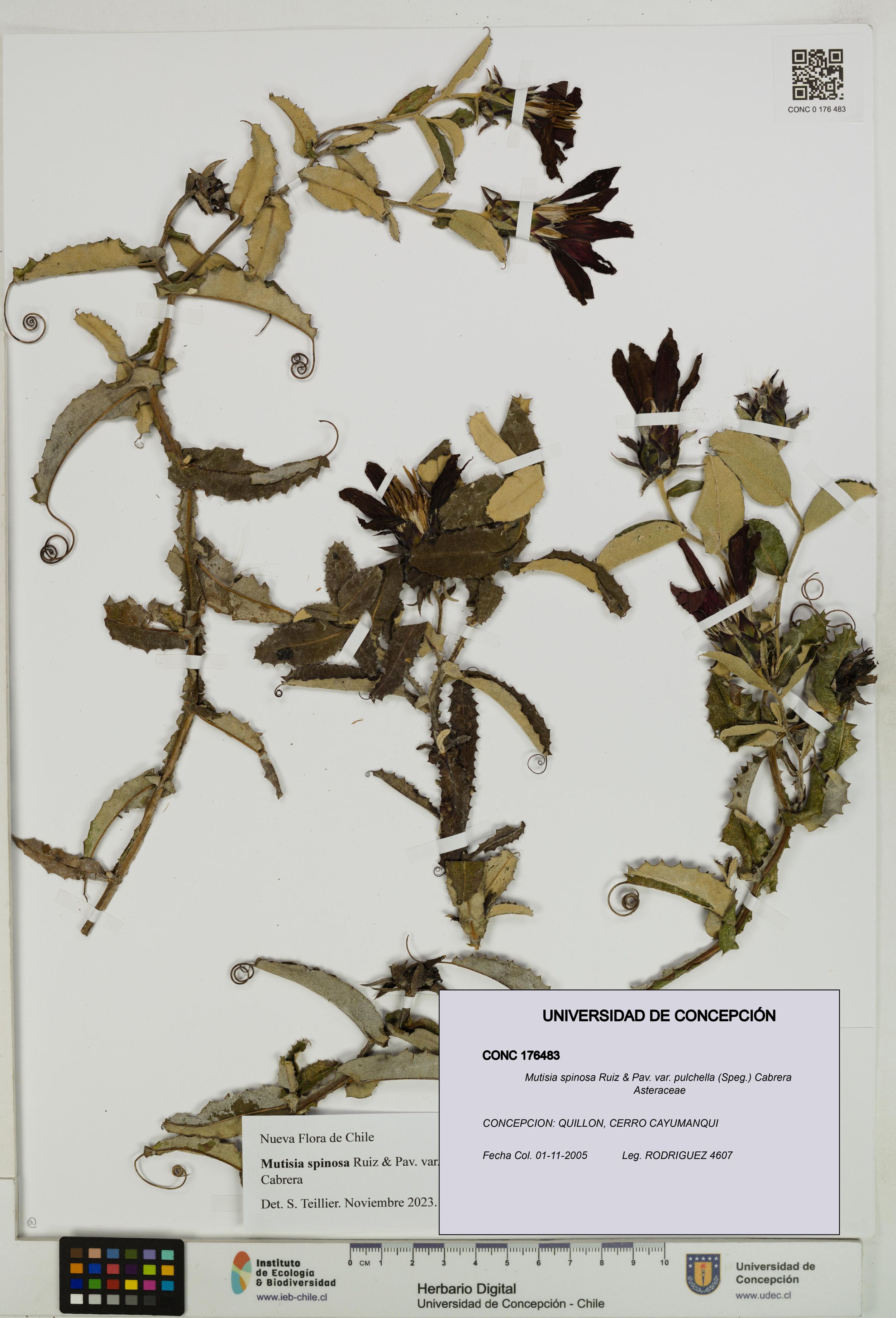 Mutisia spinosa var. pulchella [Espécimen: ]