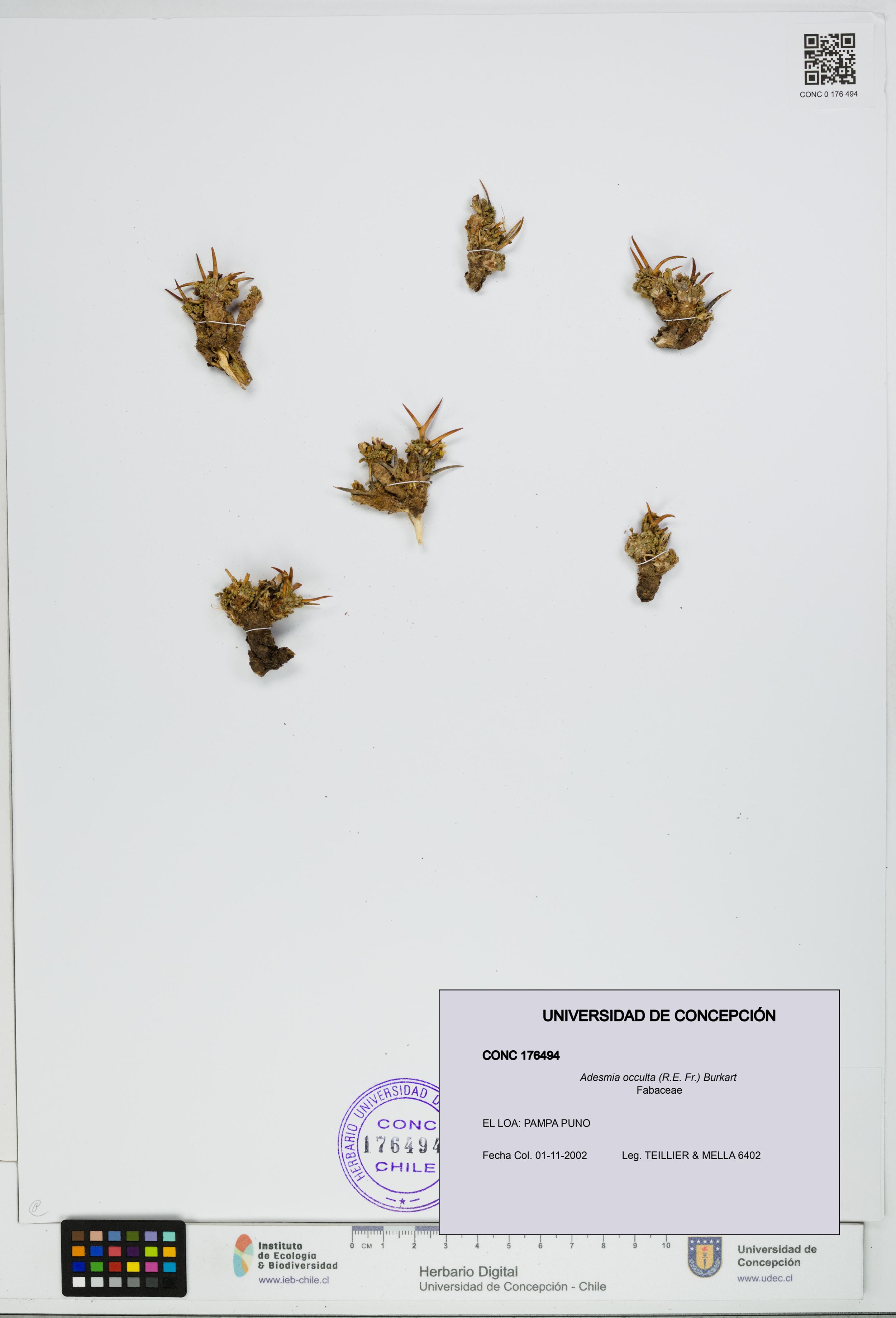 Adesmia occulta [Espécimen: ]