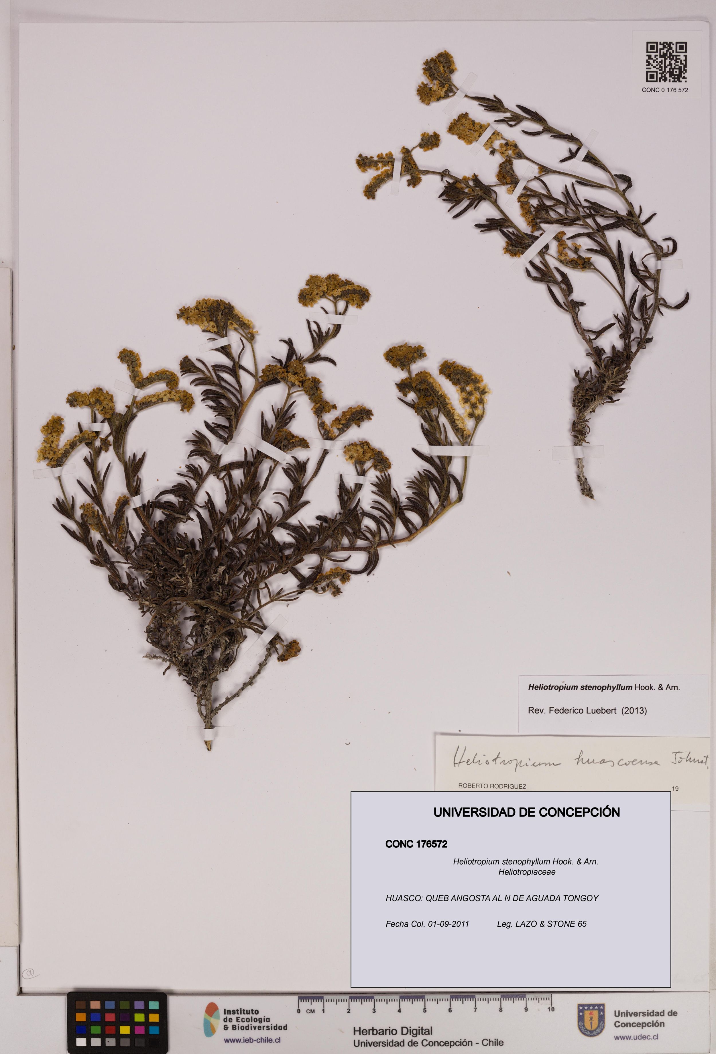 Heliotropium stenophyllum [Espécimen: ]