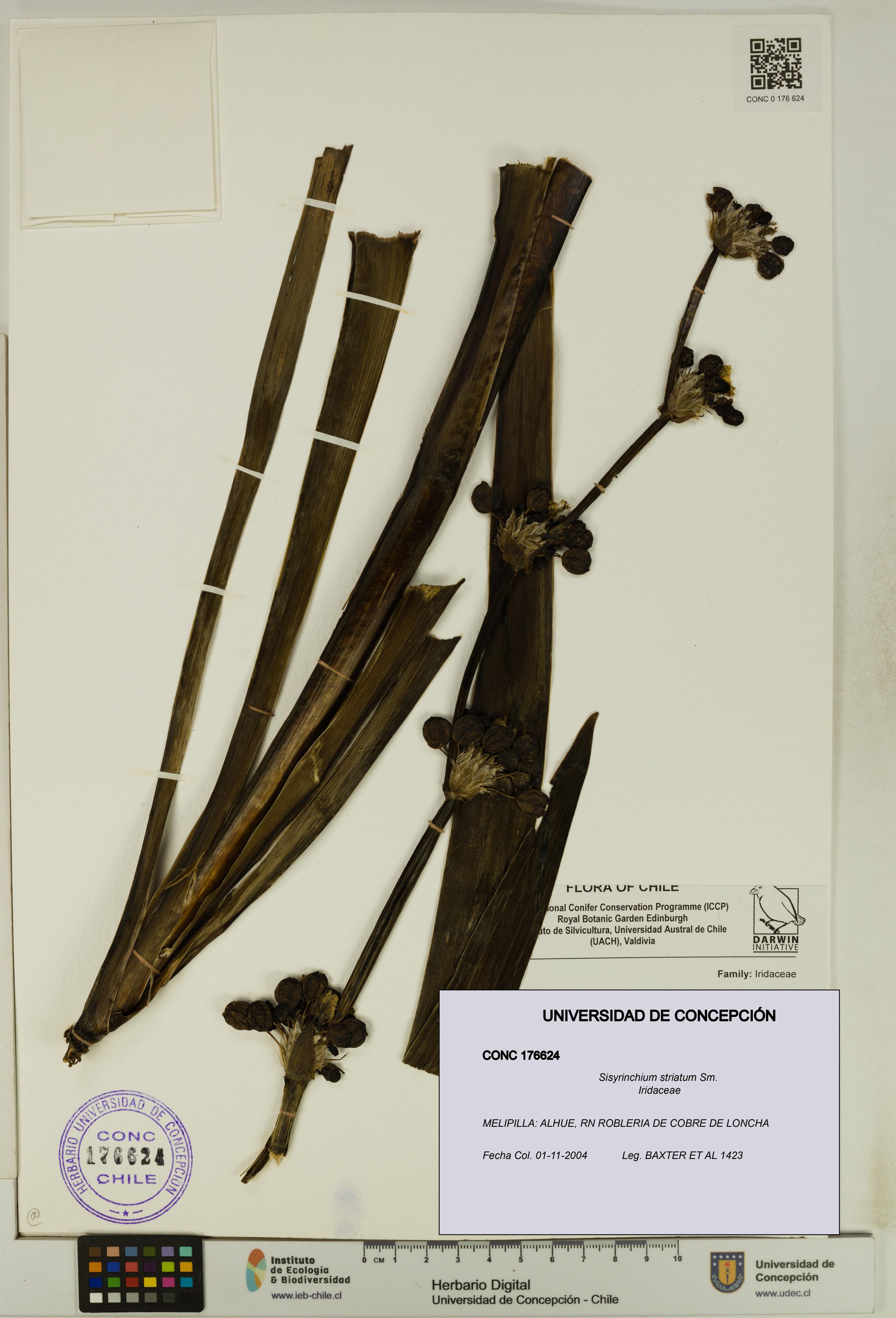 Sisyrinchium striatum [Espécimen: ]