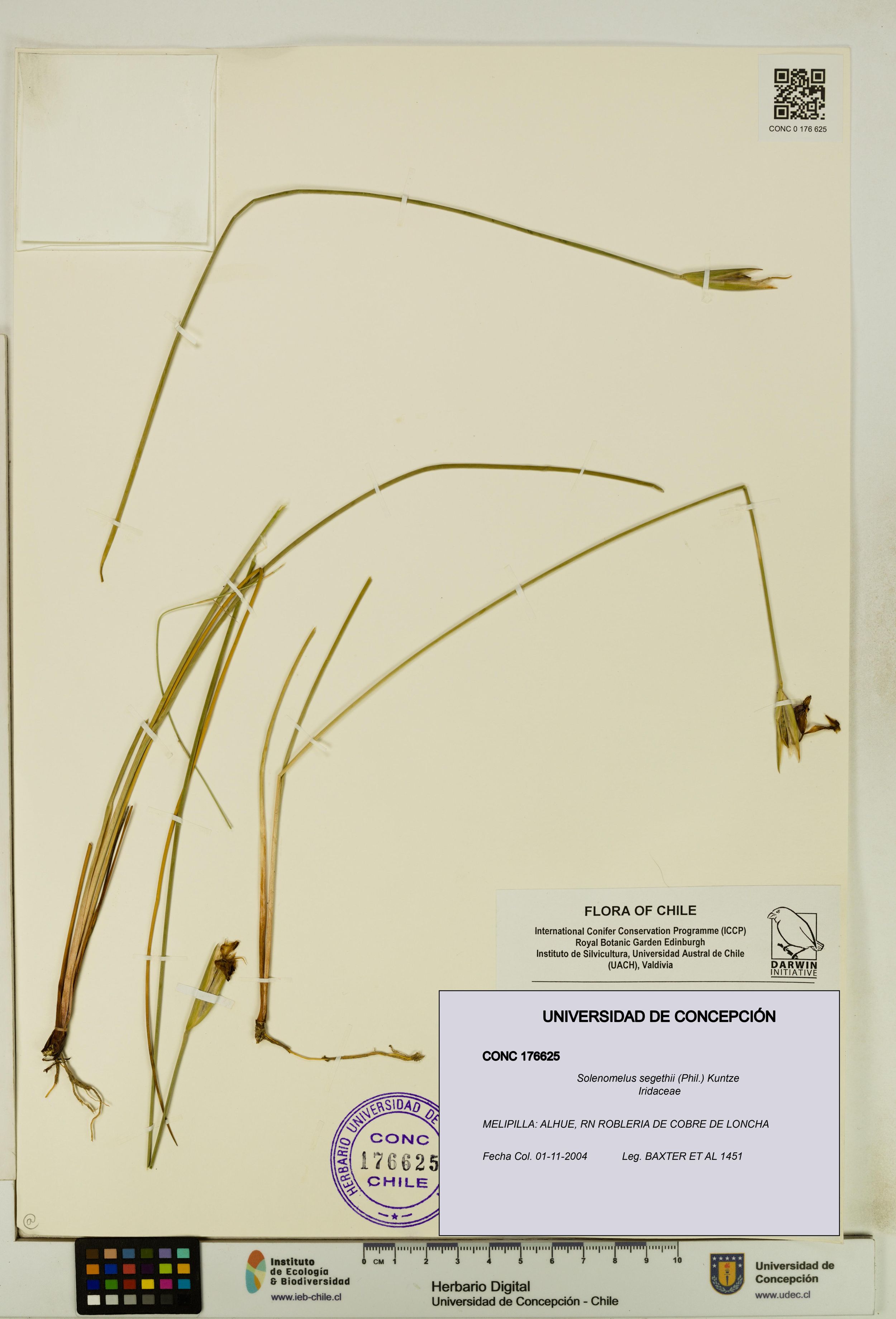 Solenomelus segethii [Espécimen: ]