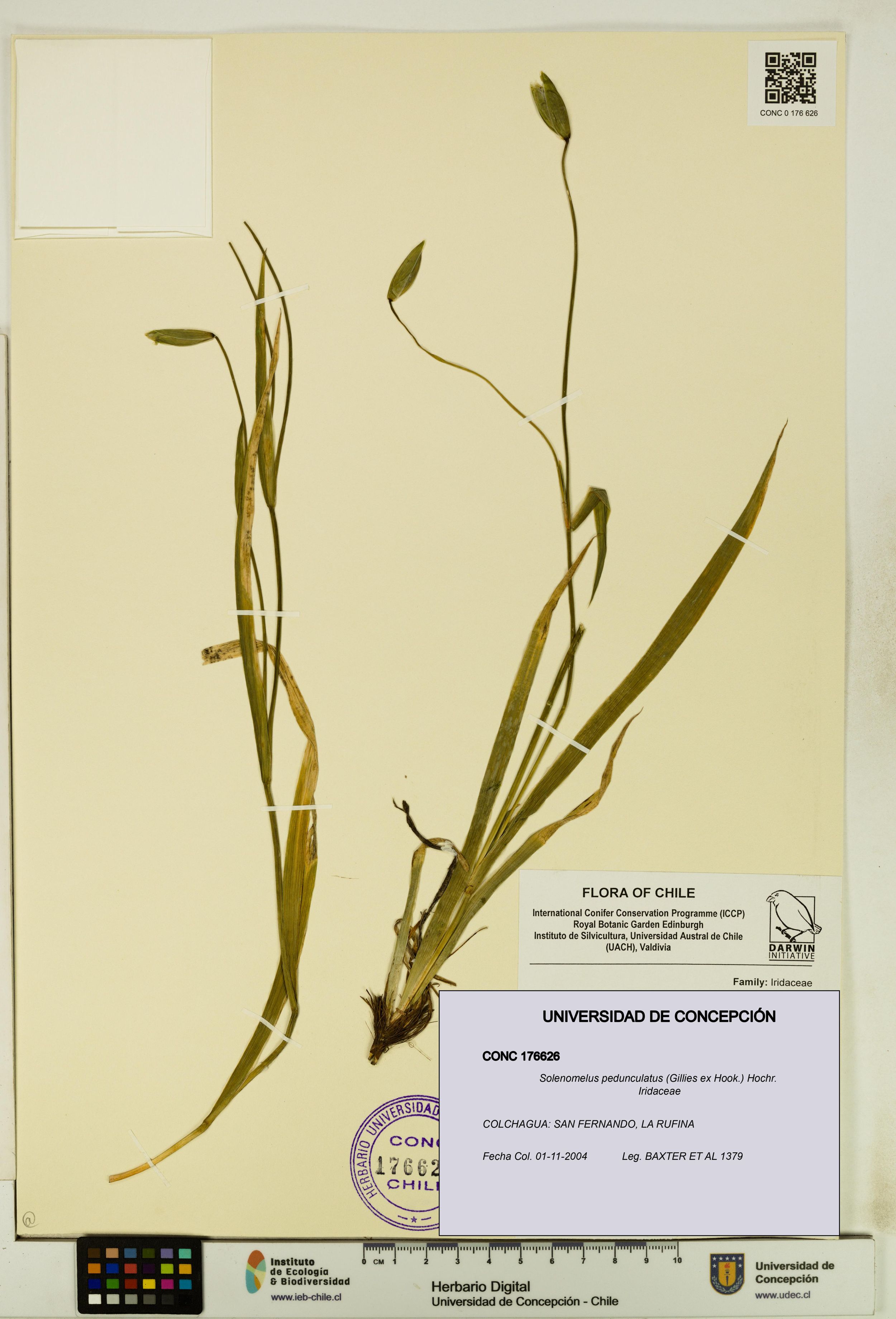 Solenomelus pedunculatus [Espécimen: ]