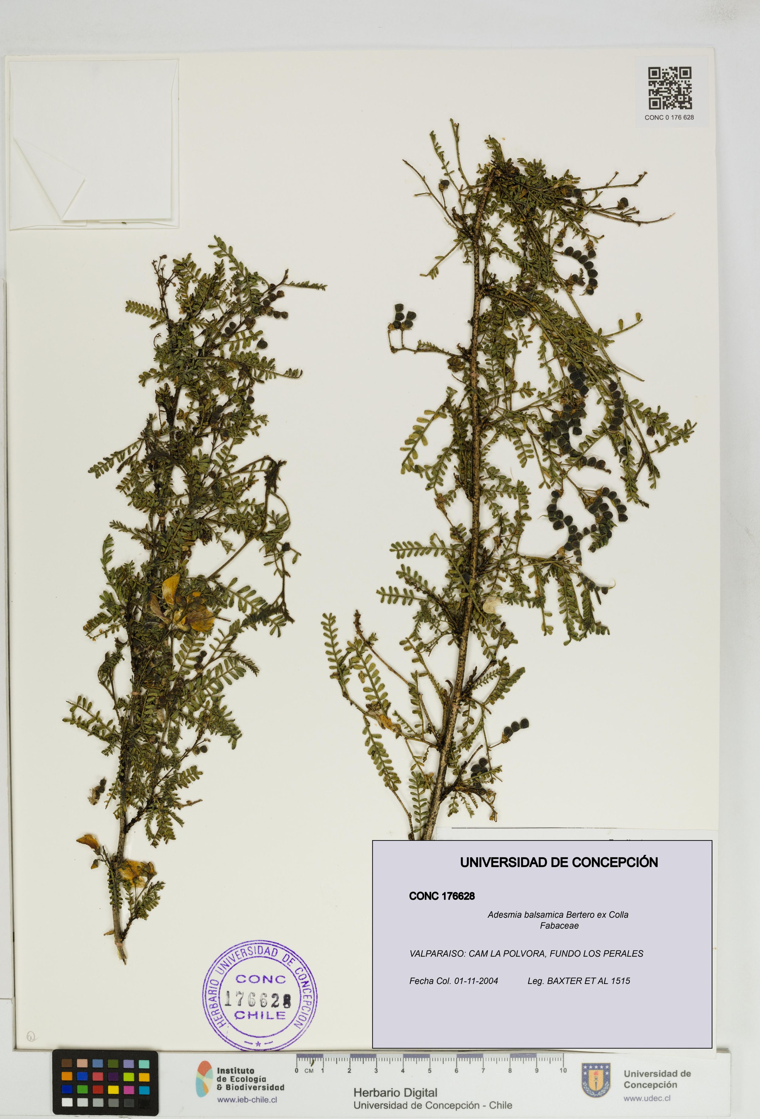 Adesmia balsamica [Espécimen: ]