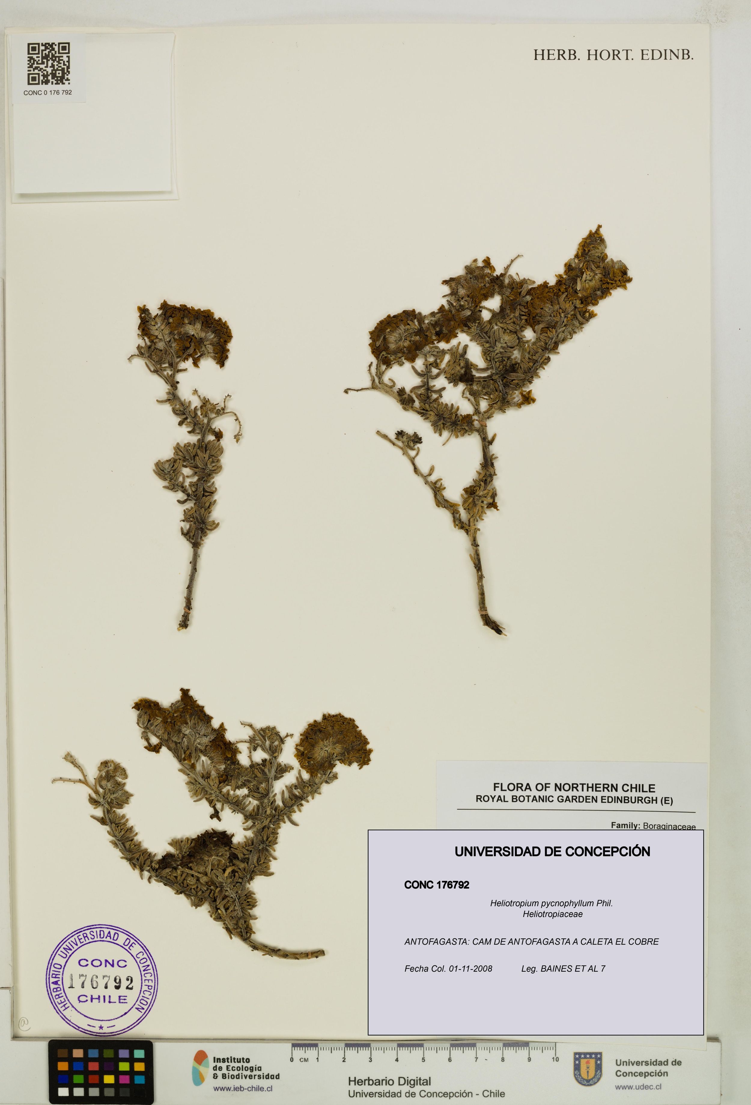Heliotropium pycnophyllum [Espécimen: ]