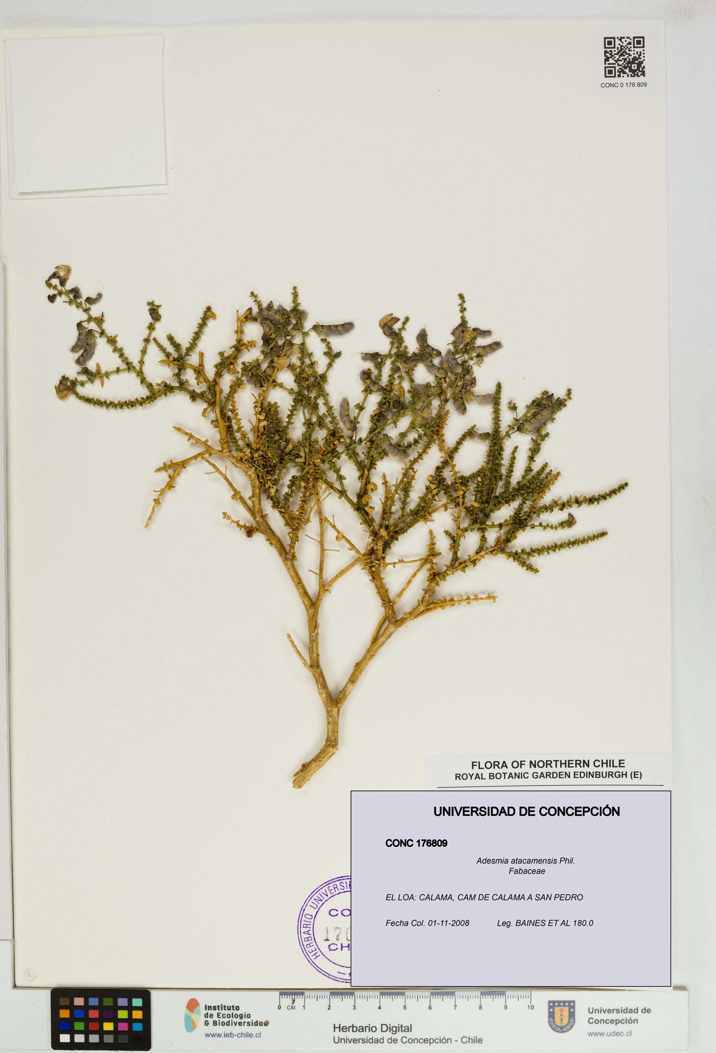 Adesmia atacamensis [Espécimen: ]