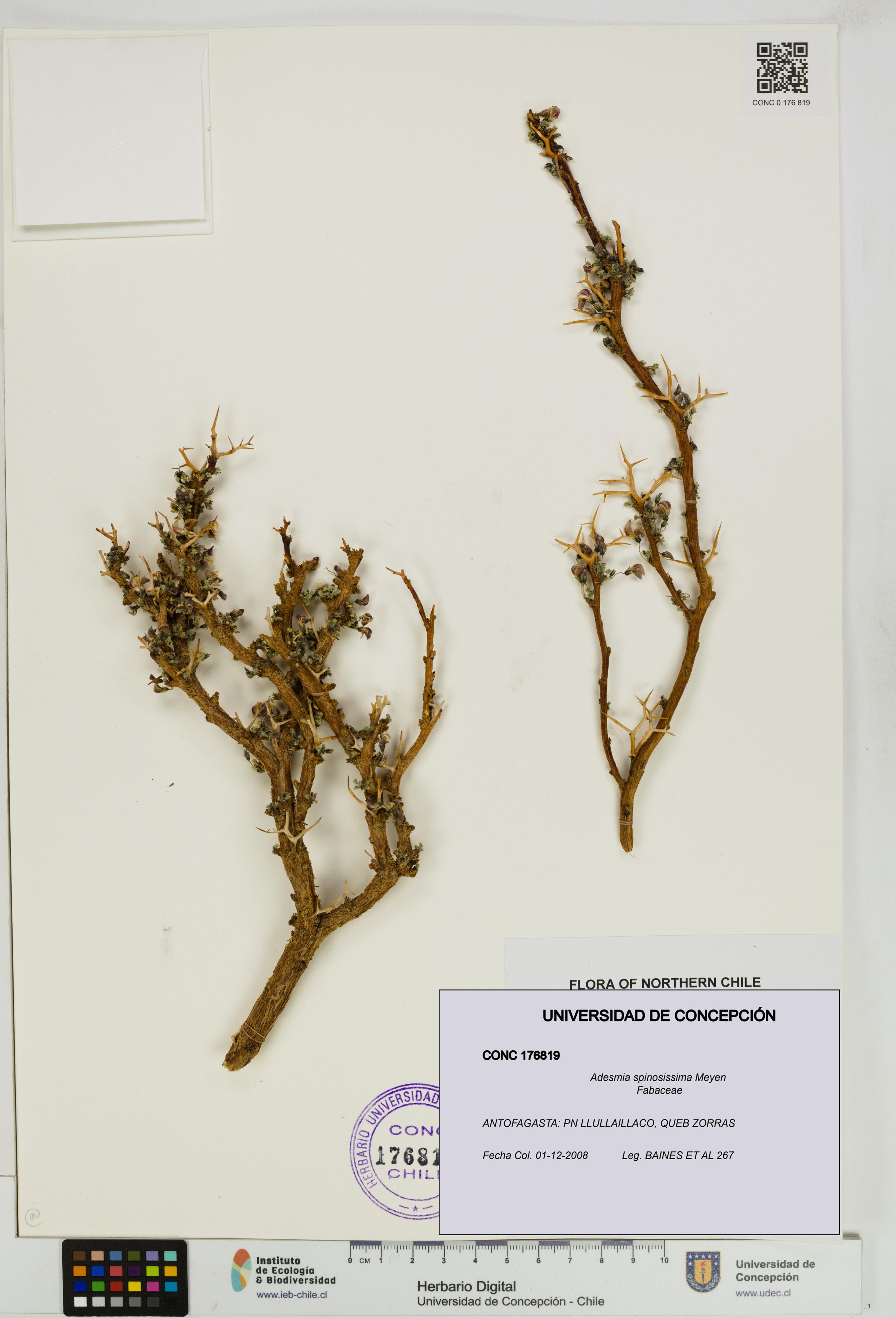 Adesmia spinosissima [Espécimen: ]