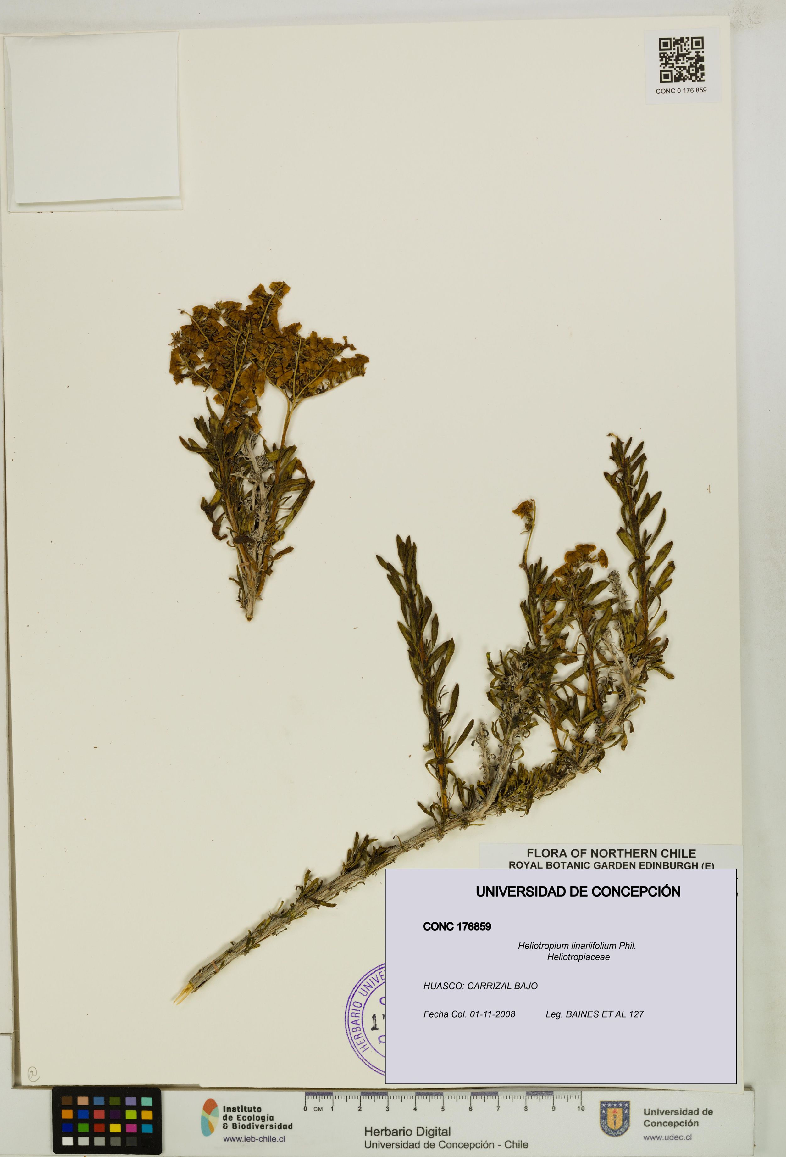 Heliotropium linariifolium [Espécimen: ]