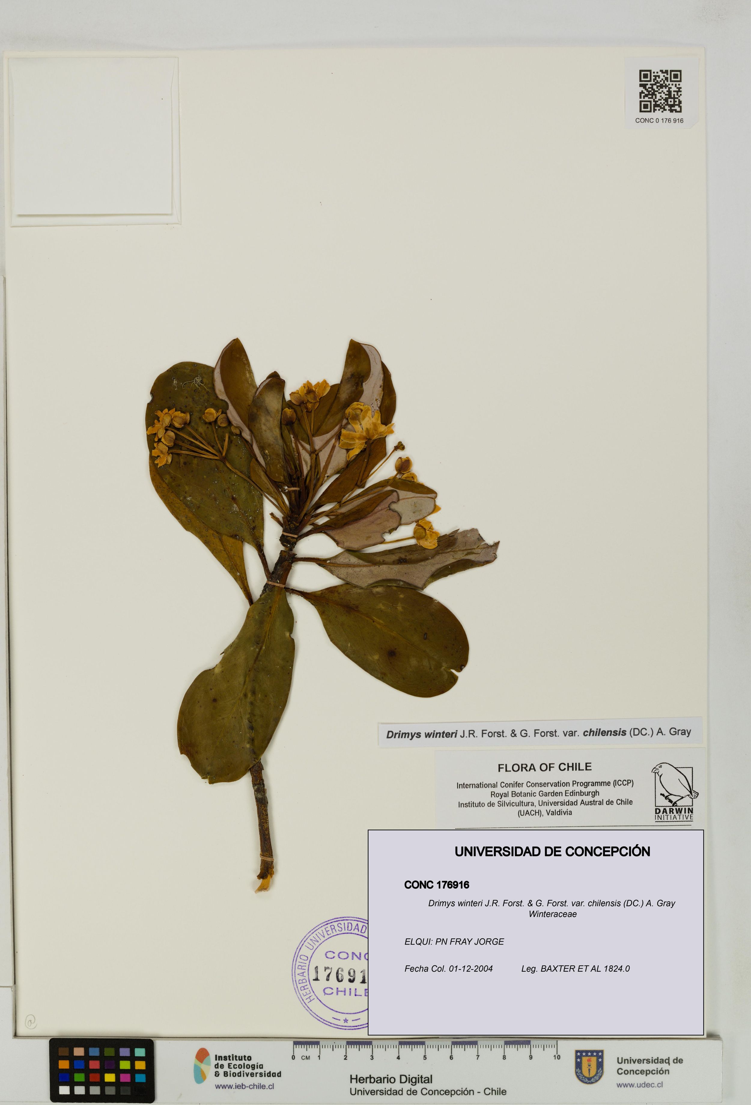 Drimys winteri var. chilensis [Espécimen: ]