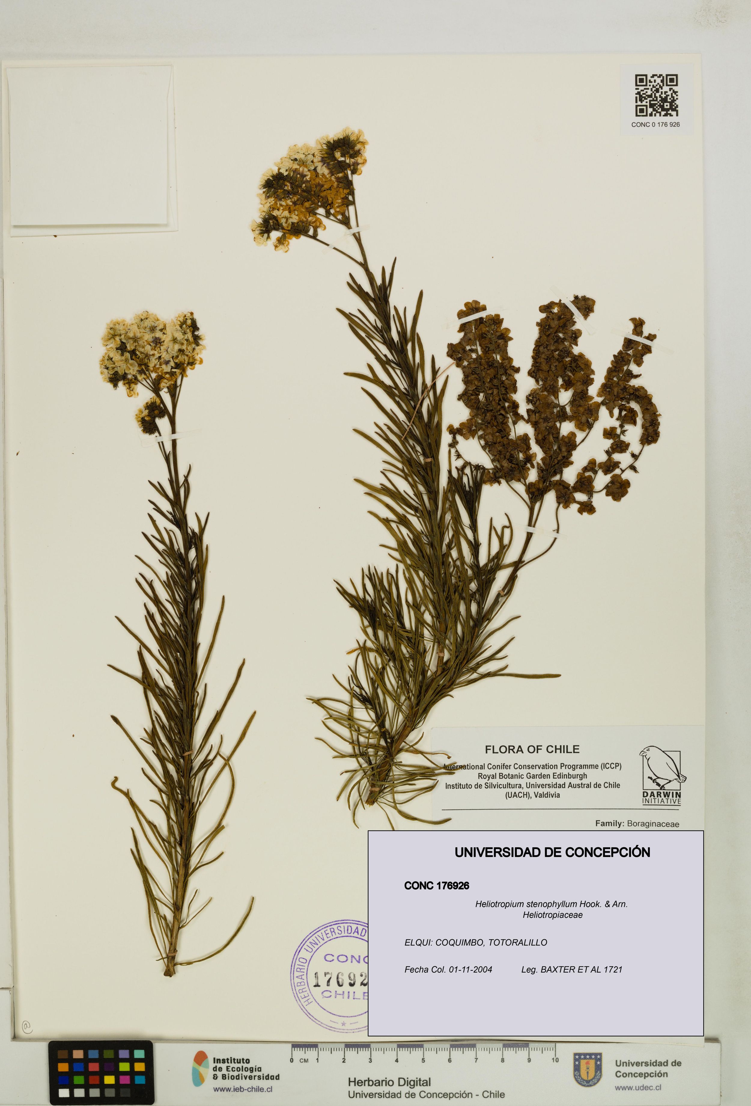 Heliotropium stenophyllum [Espécimen: ]