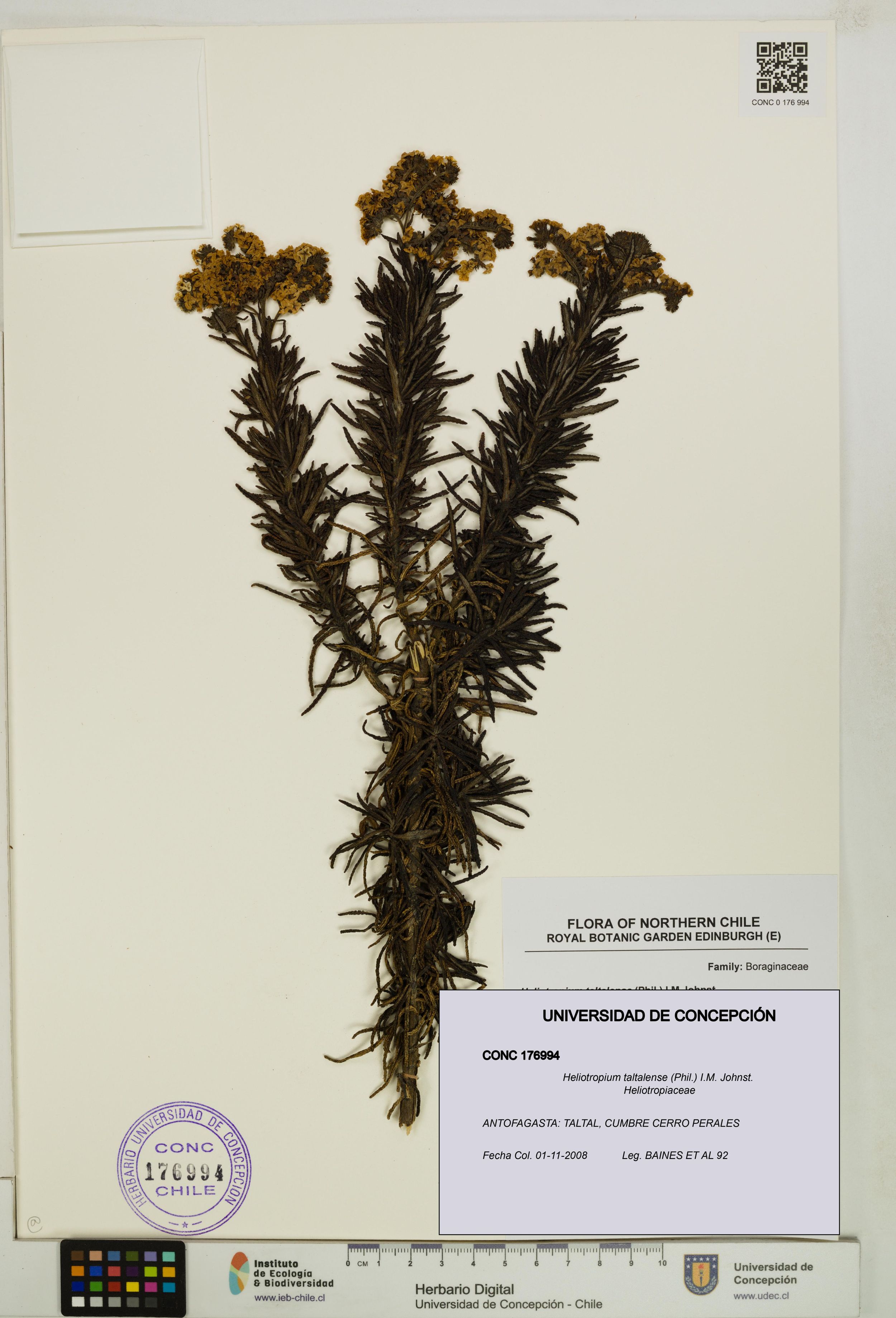 Heliotropium taltalense [Espécimen: ]