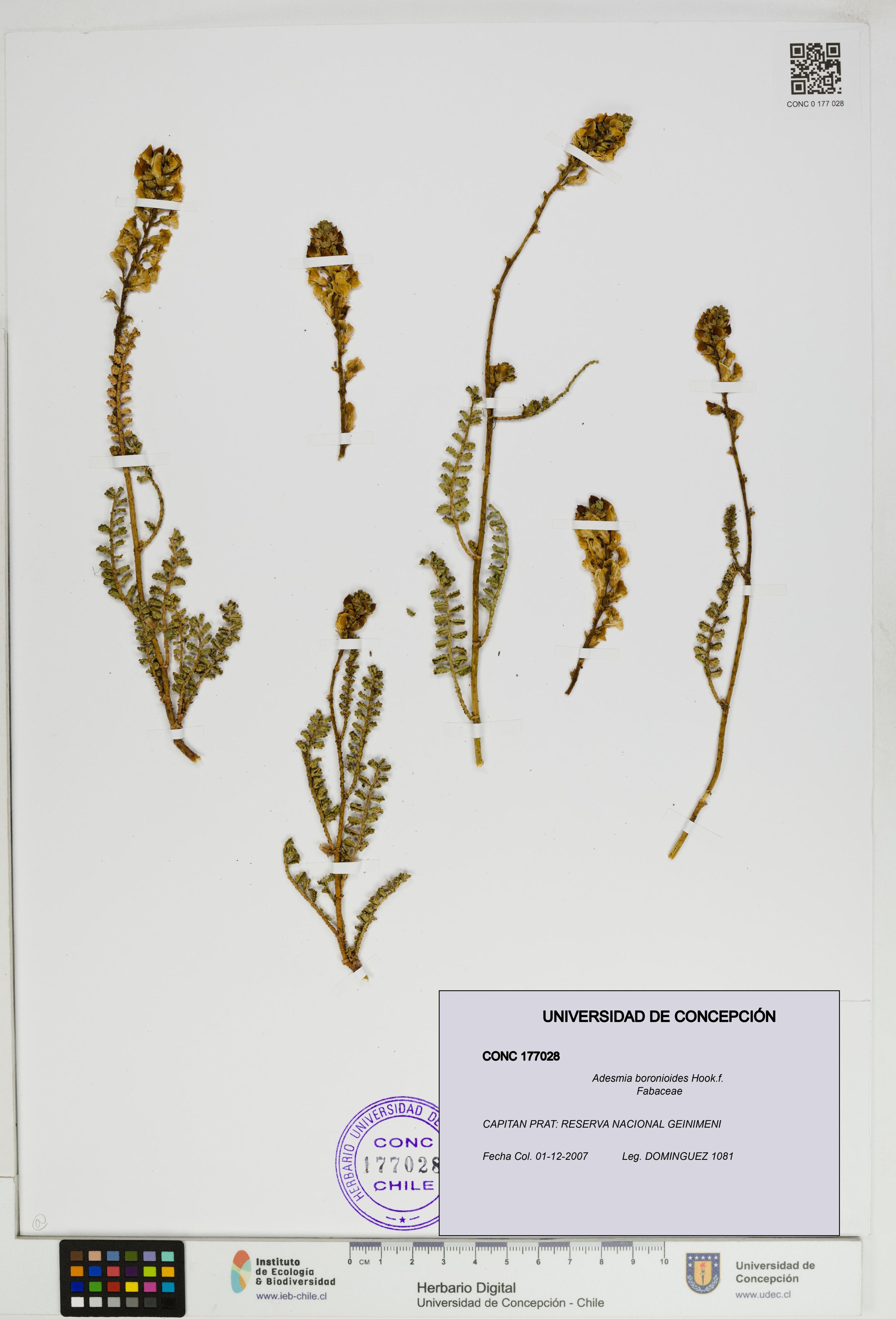 Adesmia boronioides [Espécimen: ]