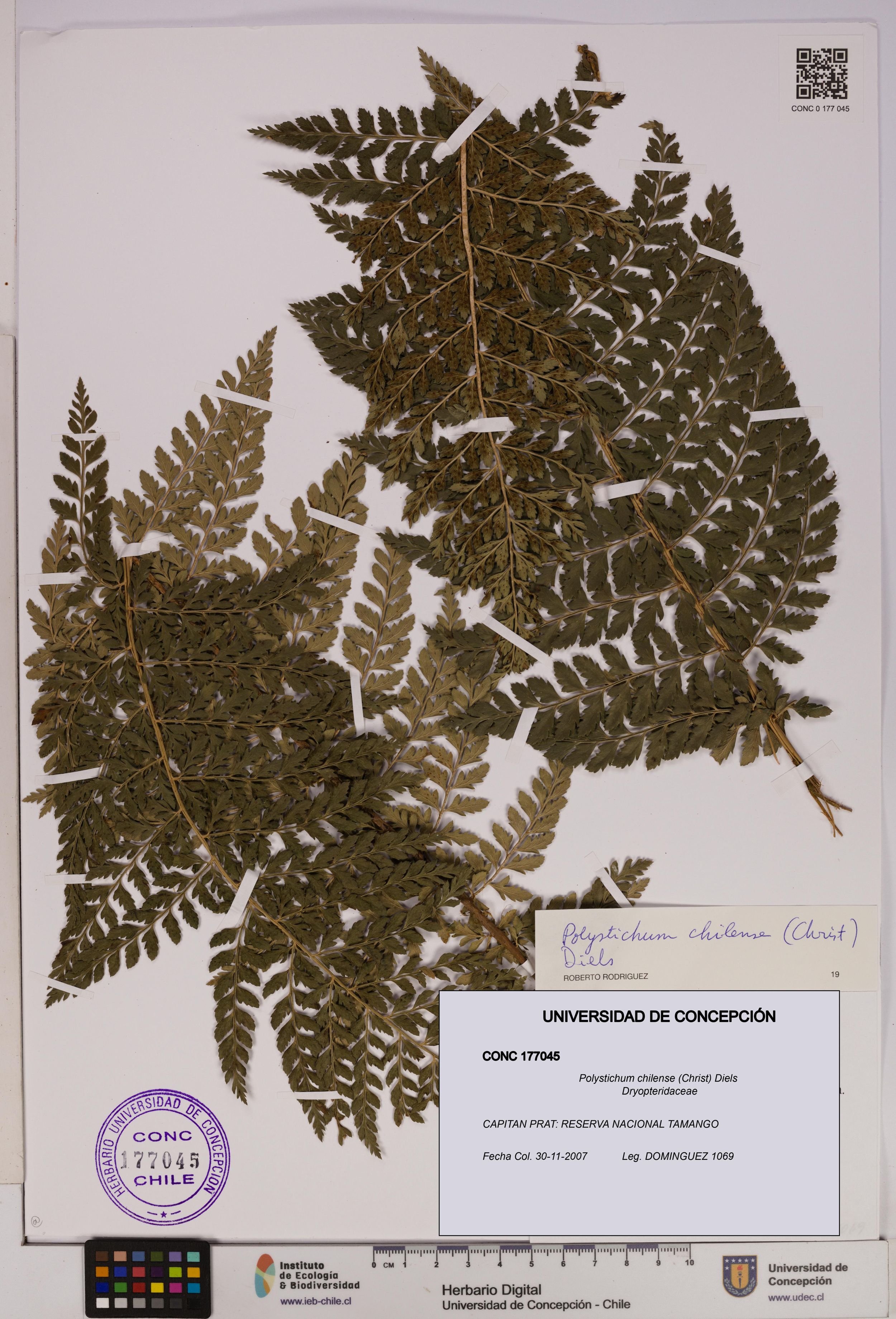 Polystichum chilense [Espécimen: ]