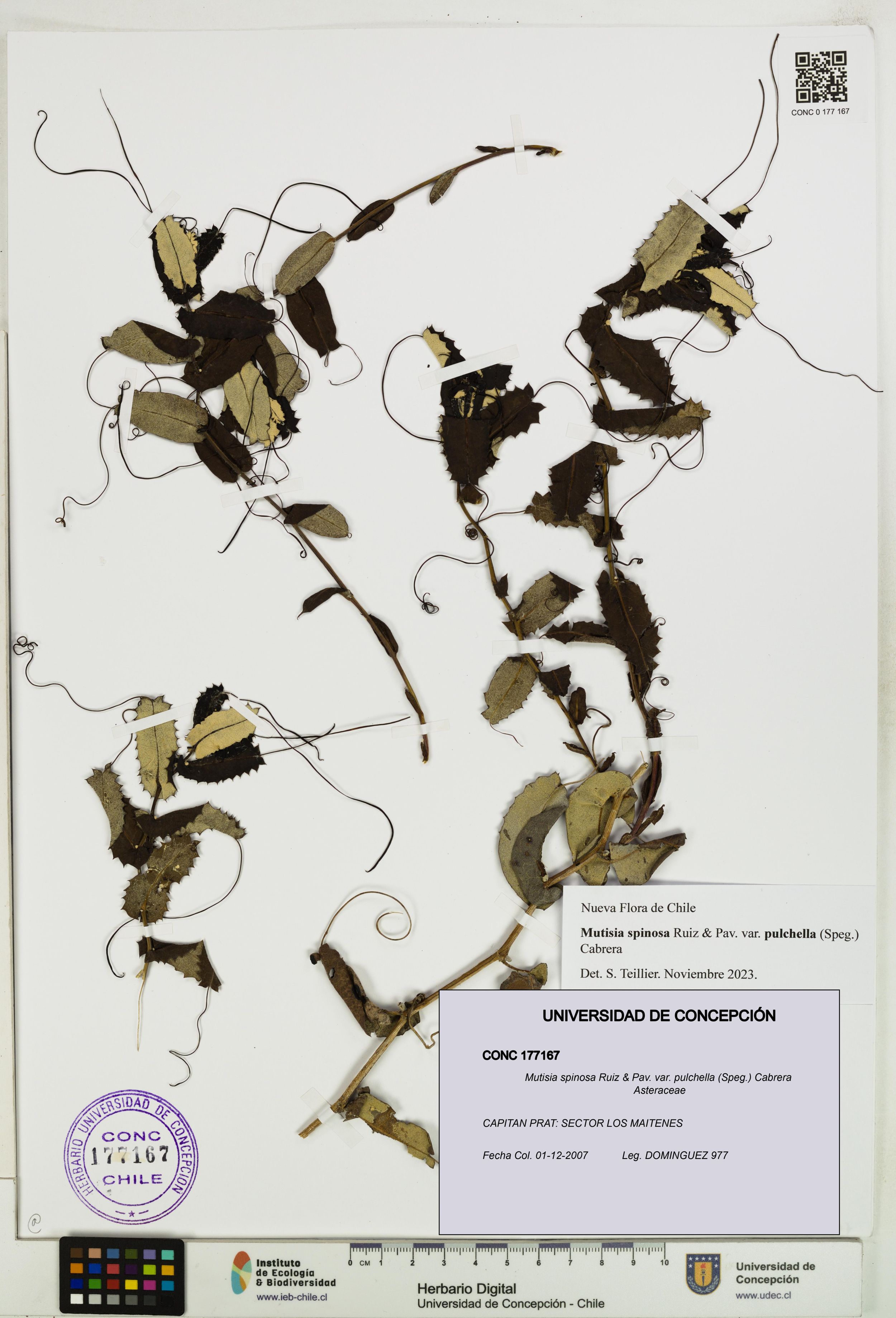 Mutisia spinosa var. pulchella [Espécimen: ]