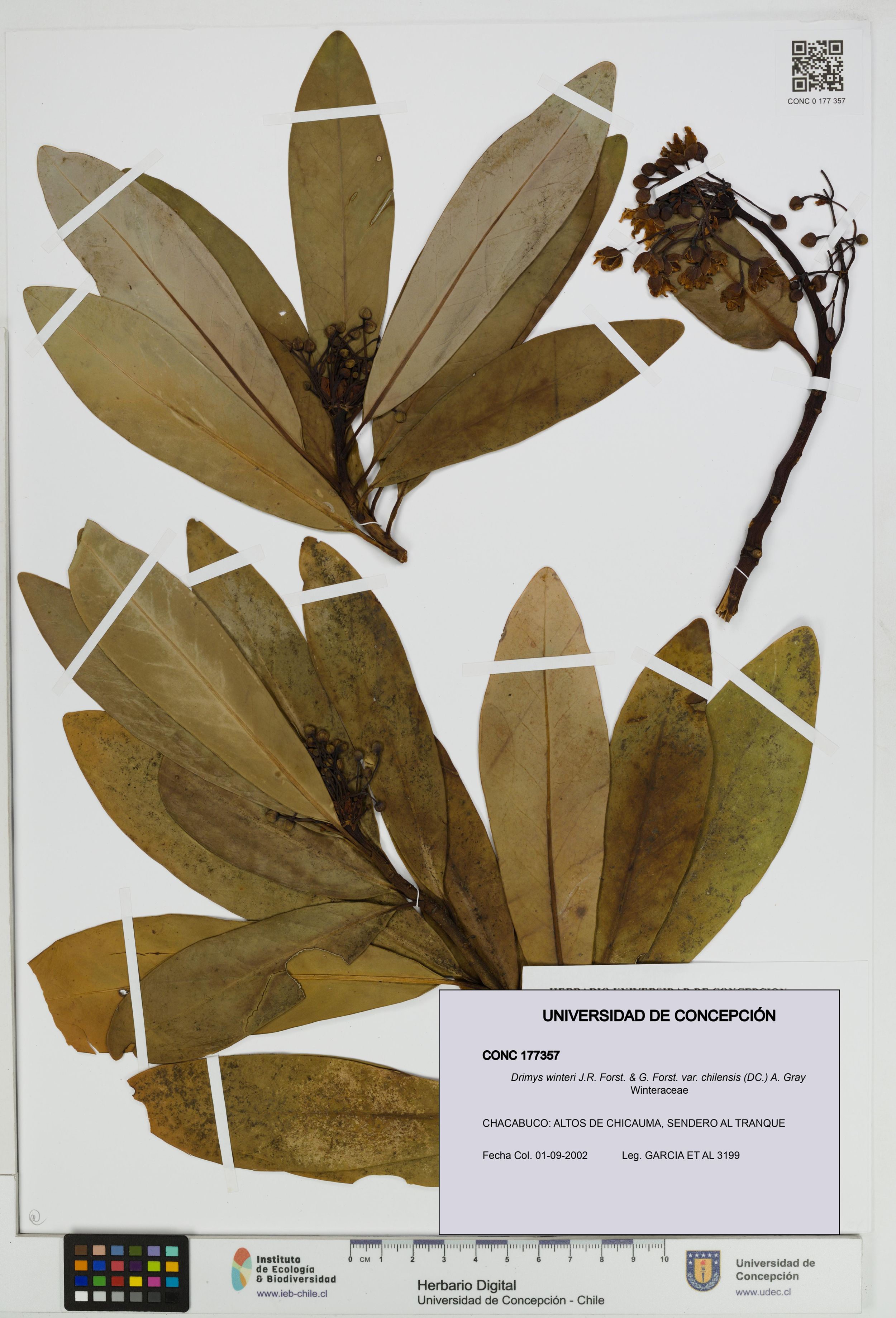 Drimys winteri var. chilensis [Espécimen: ]