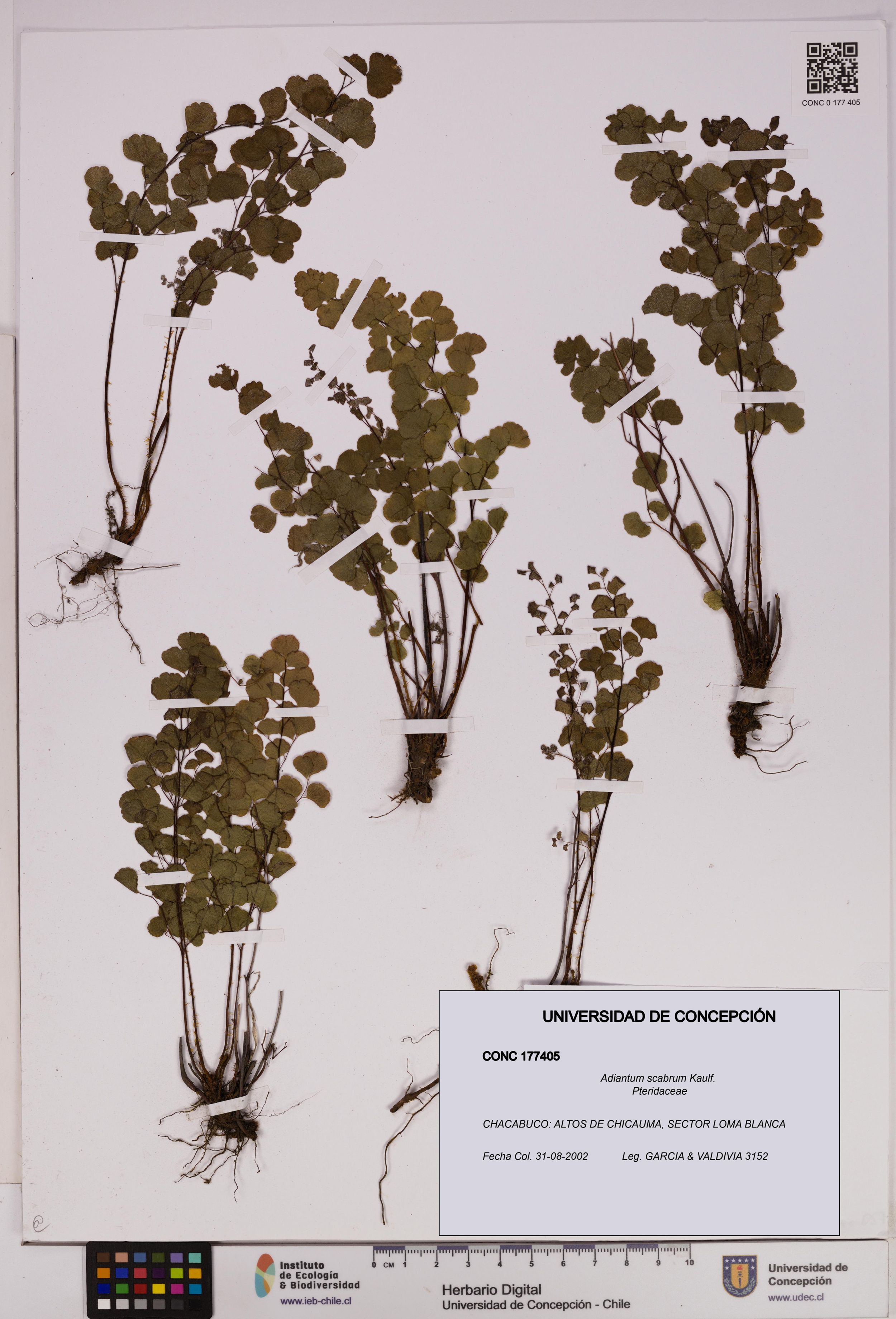 Adiantum scabrum [Espécimen: ]
