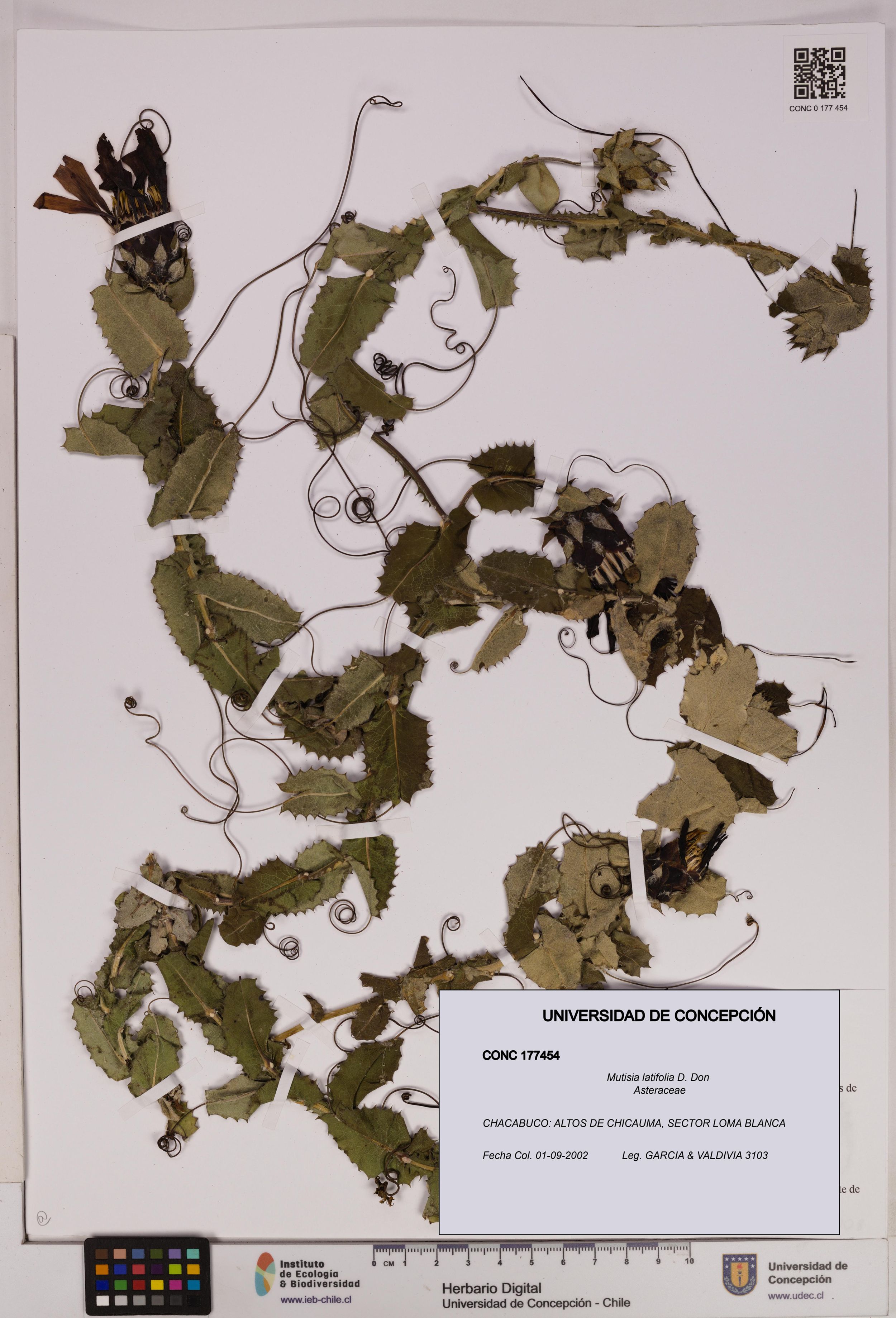 Mutisia latifolia [Espécimen: ]