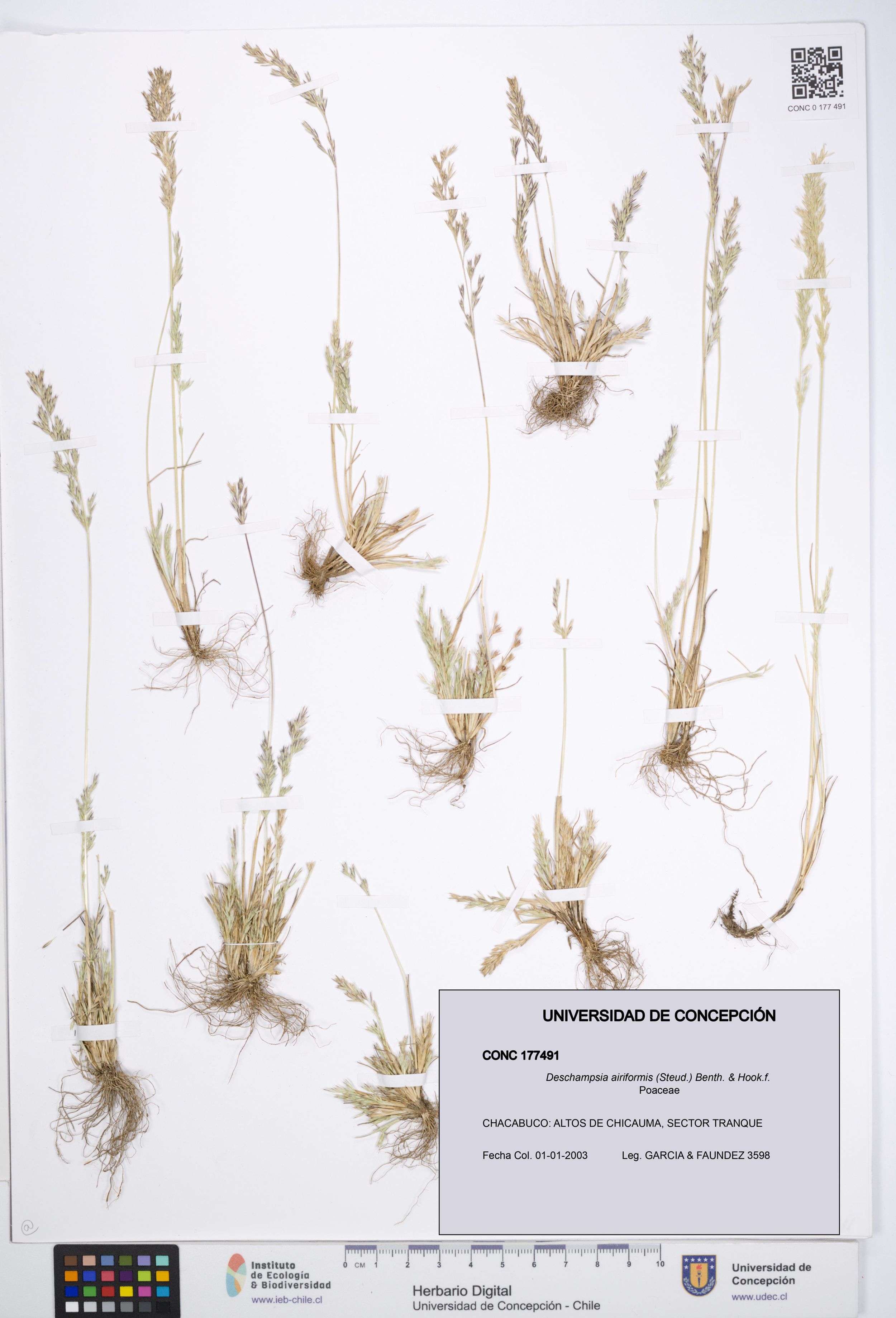 Deschampsia airiformis [Espécimen: ]