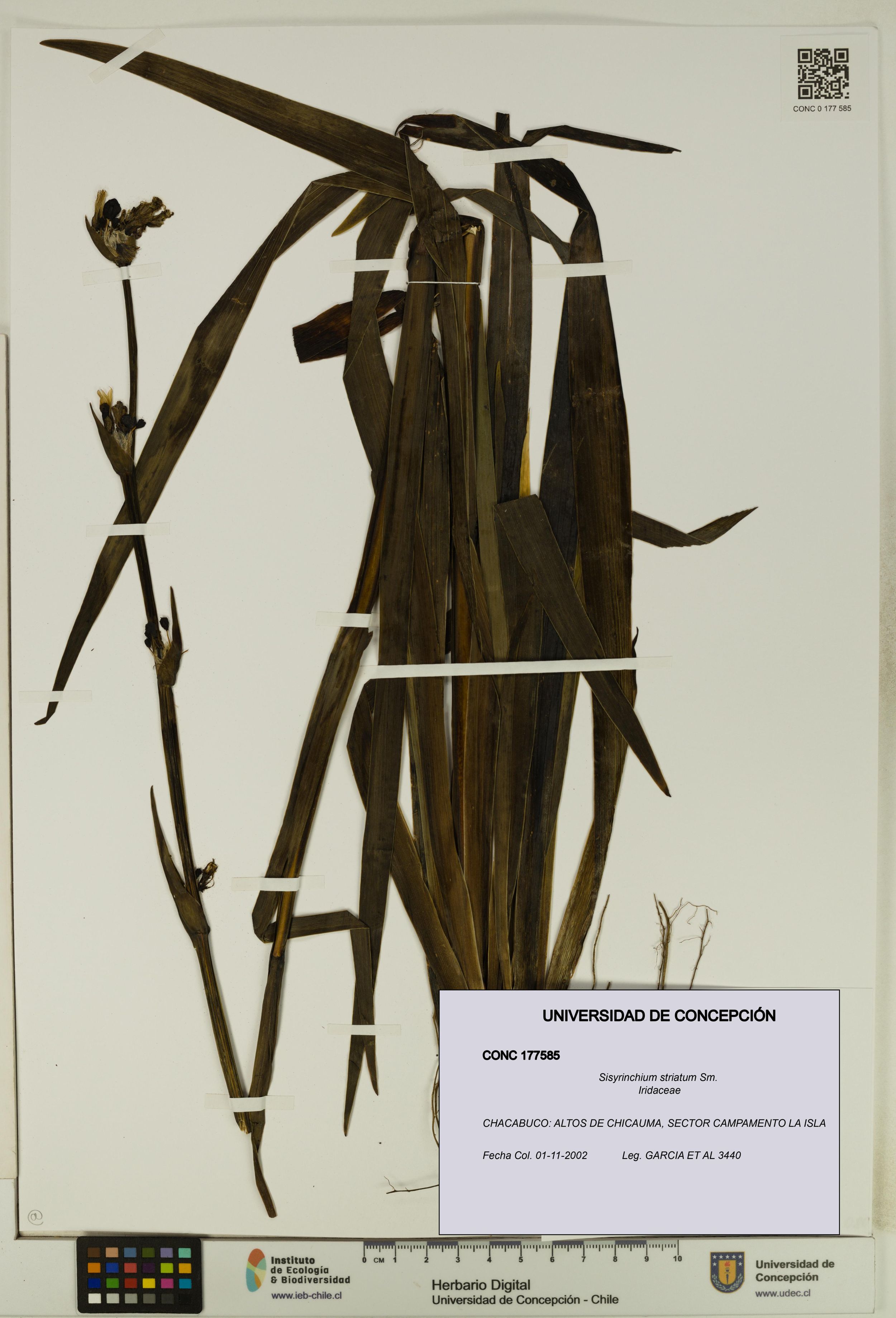 Sisyrinchium striatum [Espécimen: ]