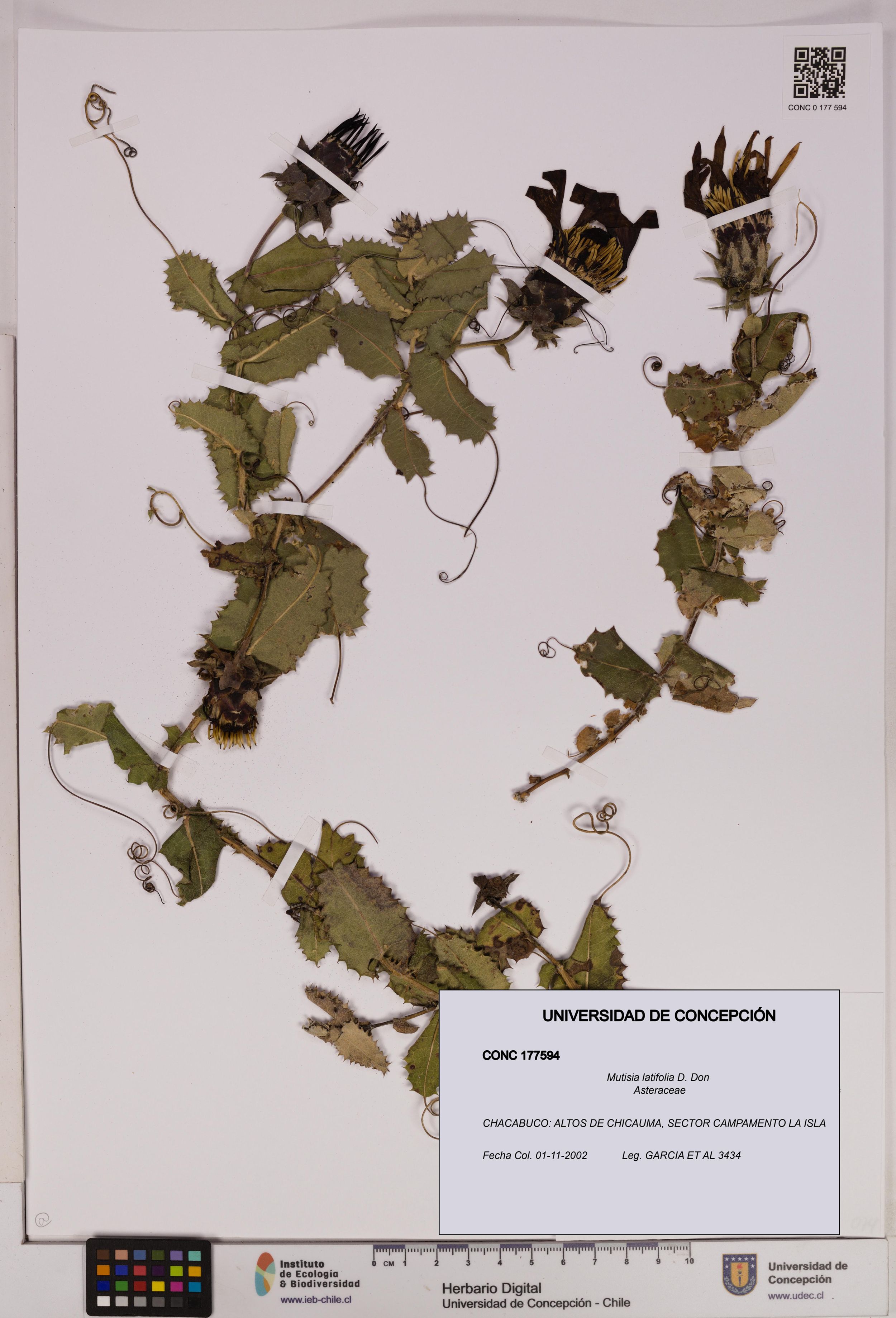 Mutisia latifolia [Espécimen: ]