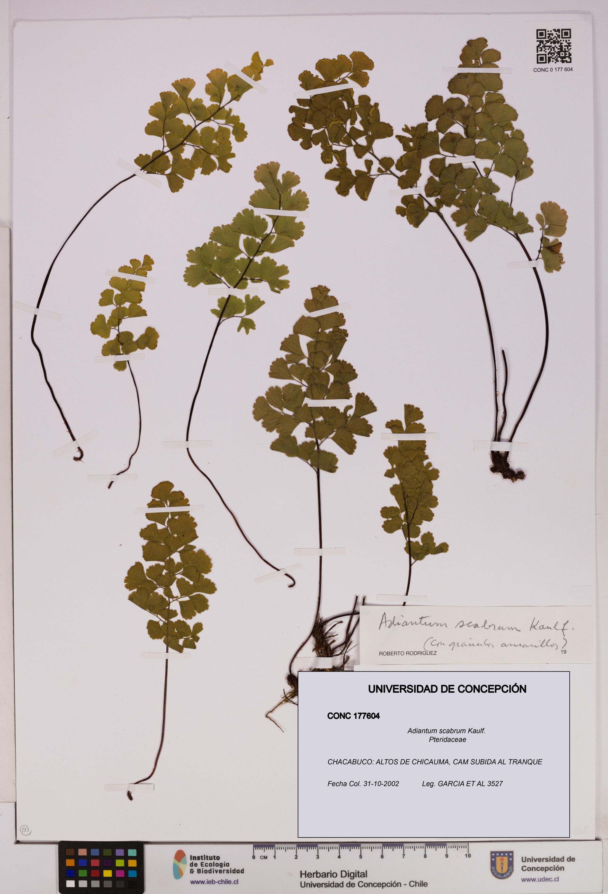 Adiantum scabrum [Espécimen: ]