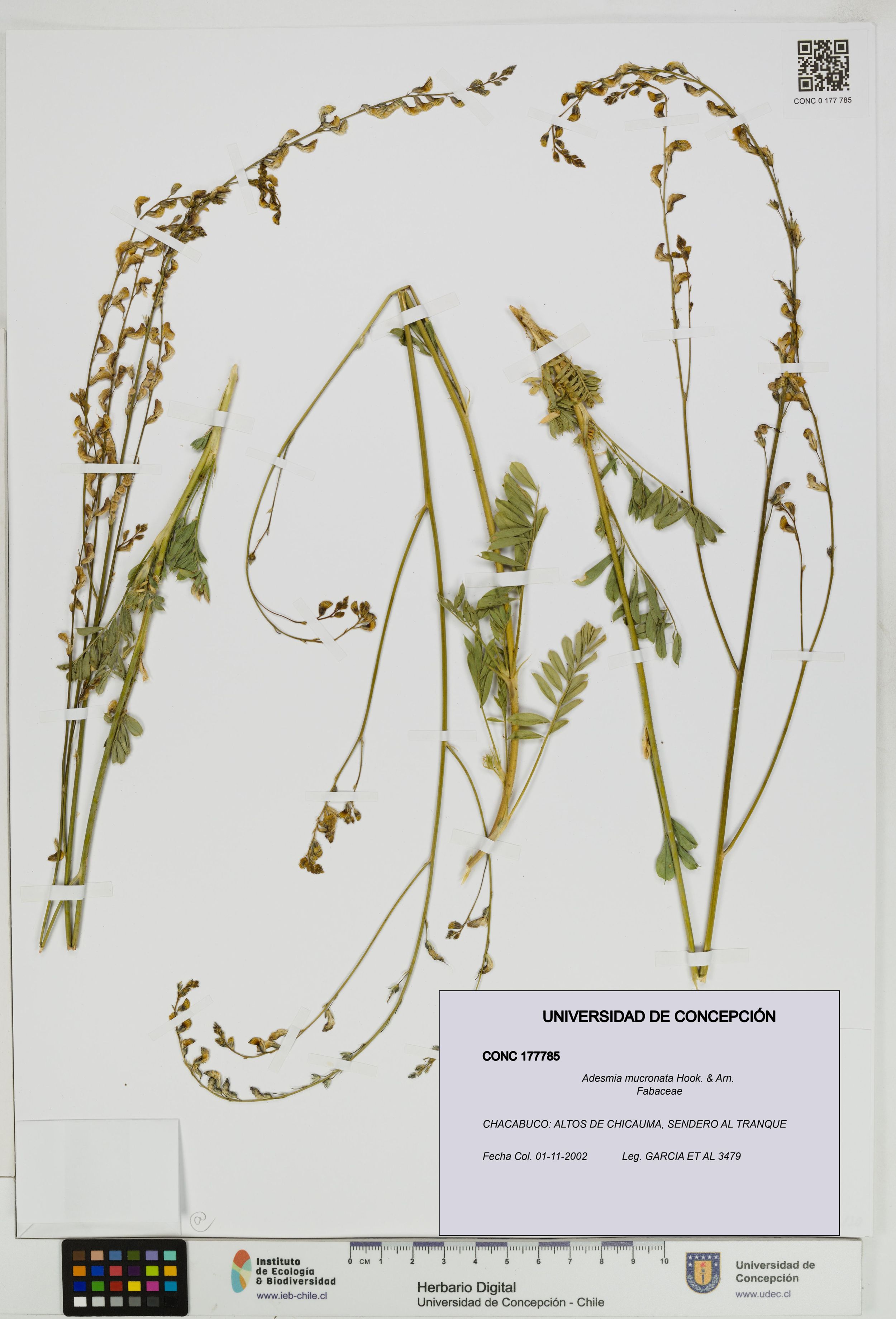 Adesmia mucronata [Espécimen: ]