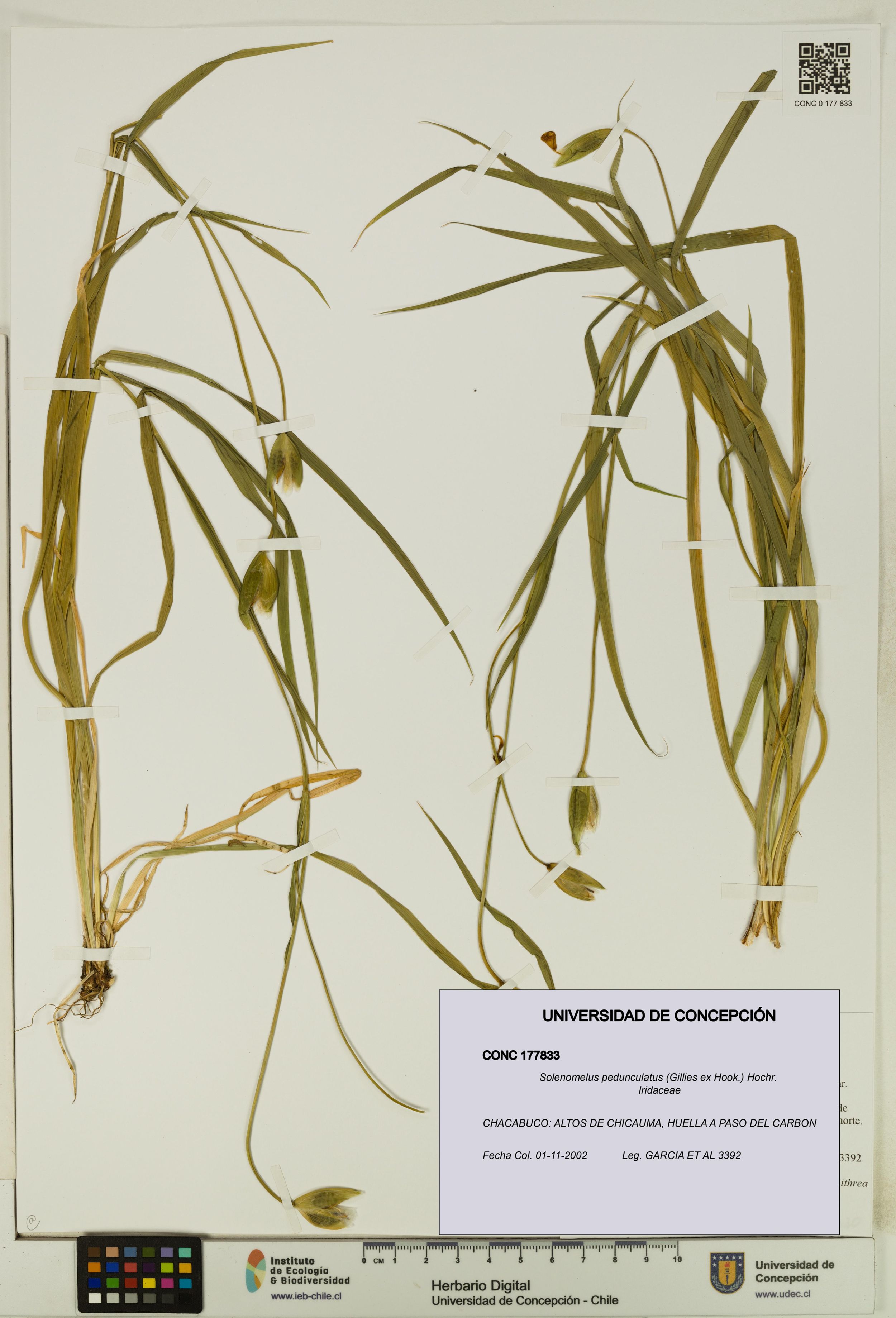 Solenomelus pedunculatus [Espécimen: ]