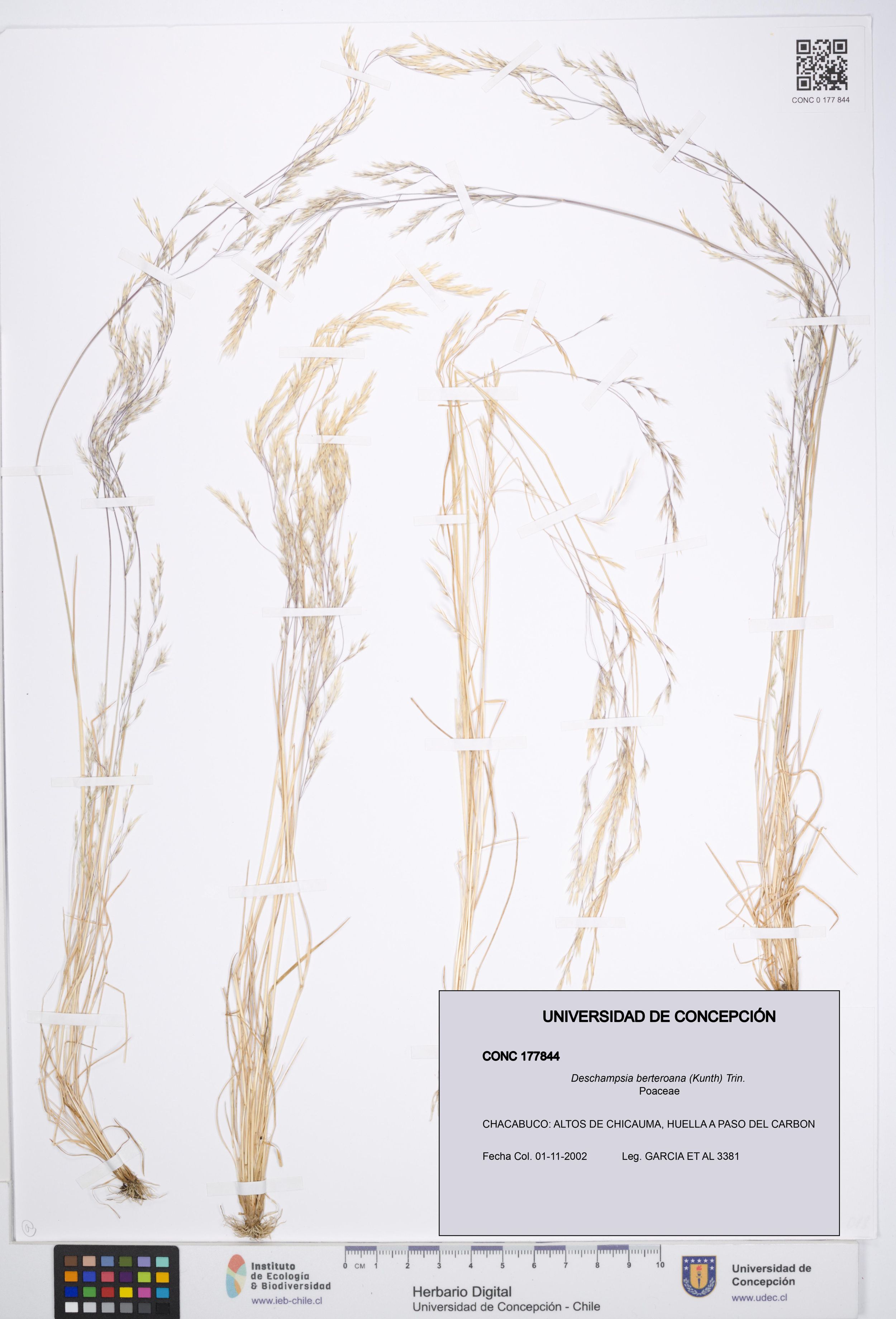 Deschampsia berteroana [Espécimen: ]