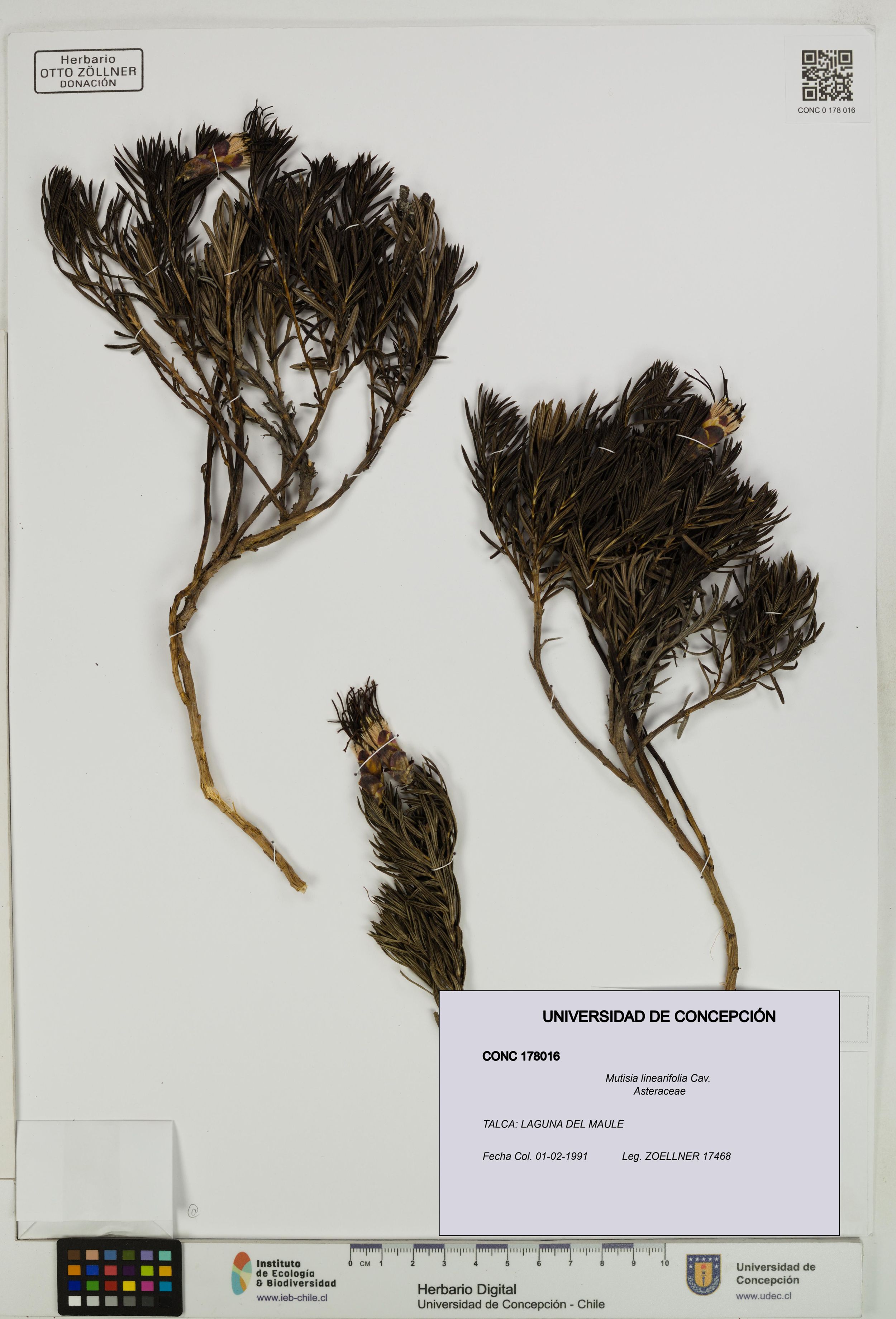 Mutisia linearifolia [Espécimen: ]