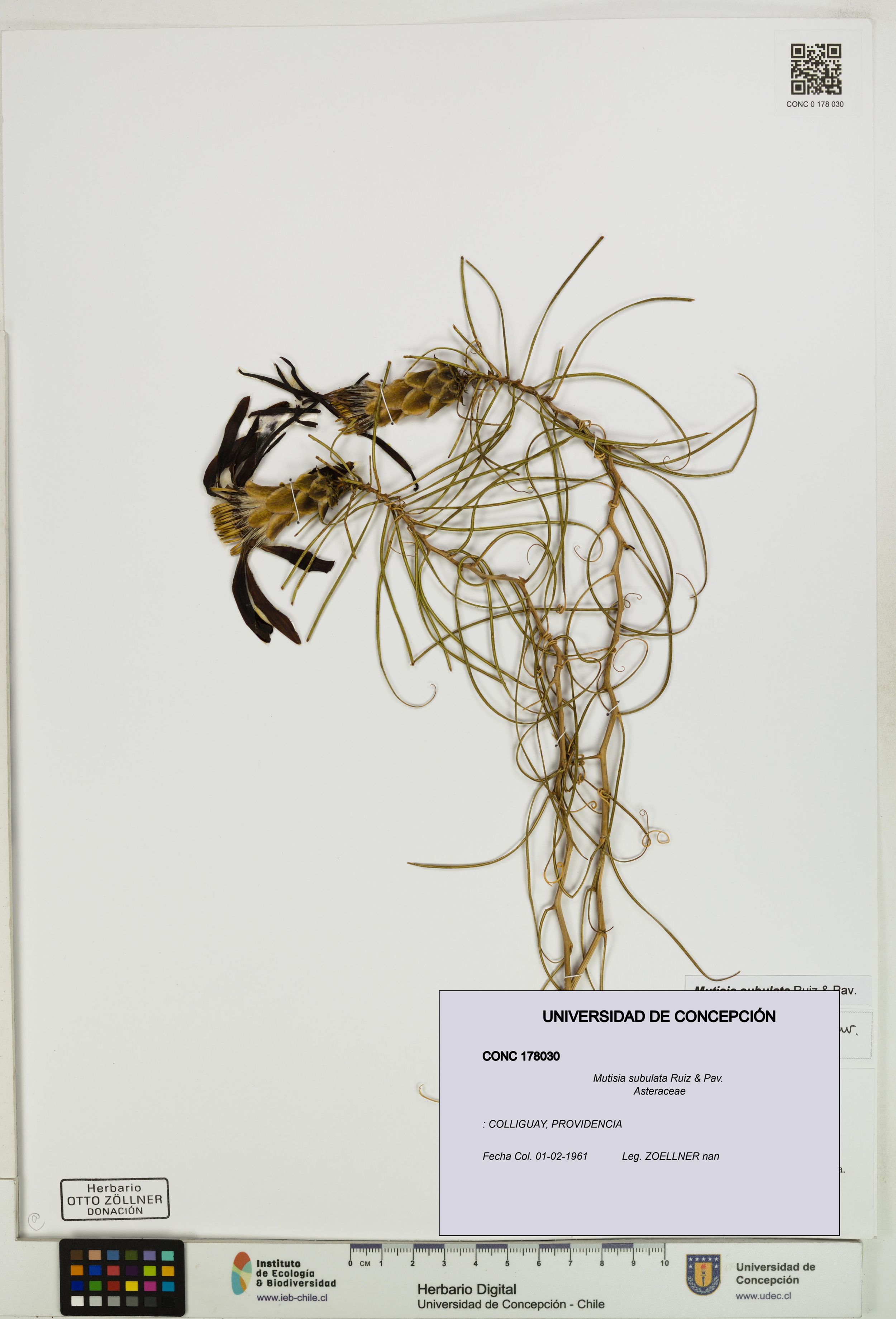 Mutisia subulata [Espécimen: ]