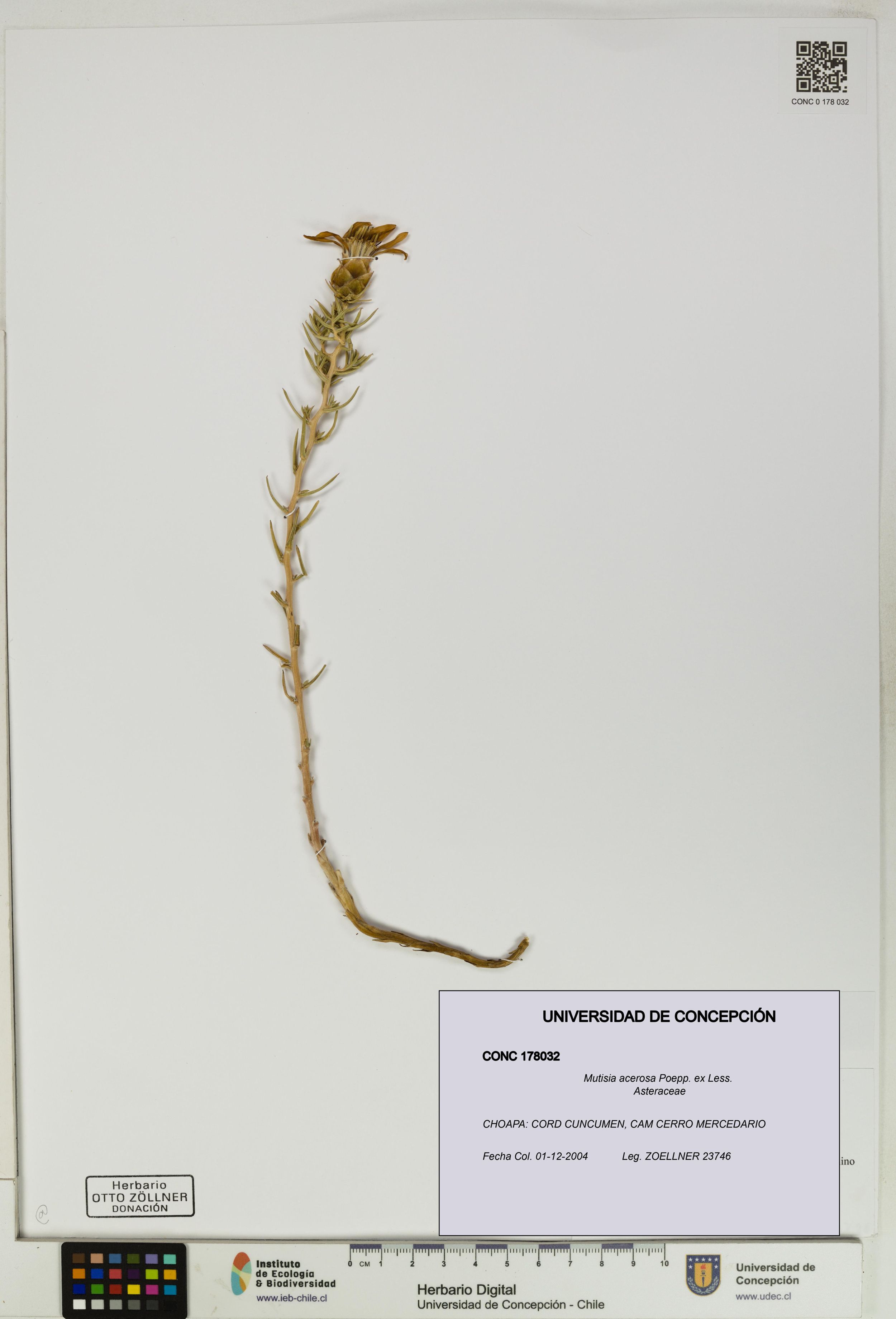 Mutisia acerosa [Espécimen: ]