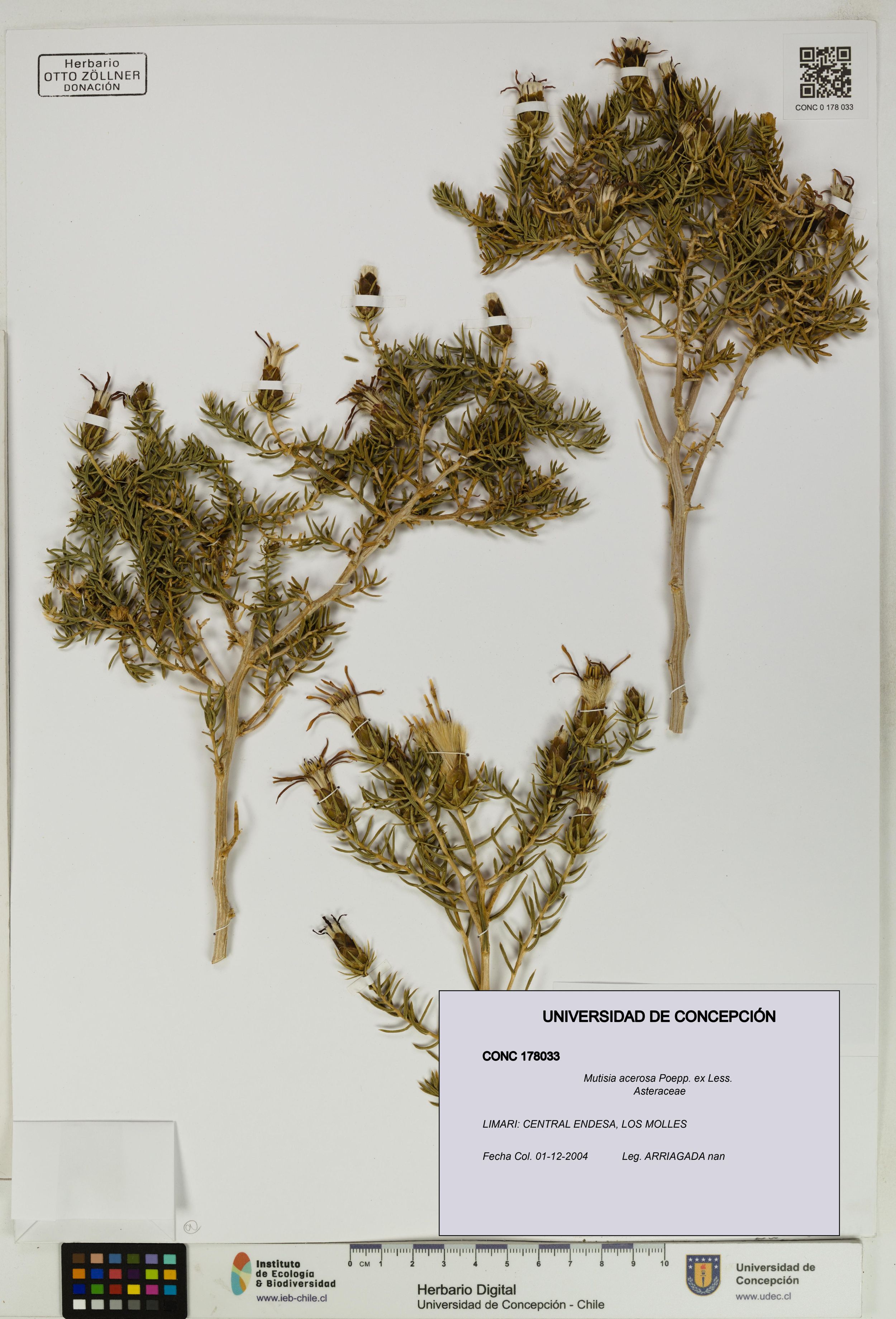 Mutisia acerosa [Espécimen: ]