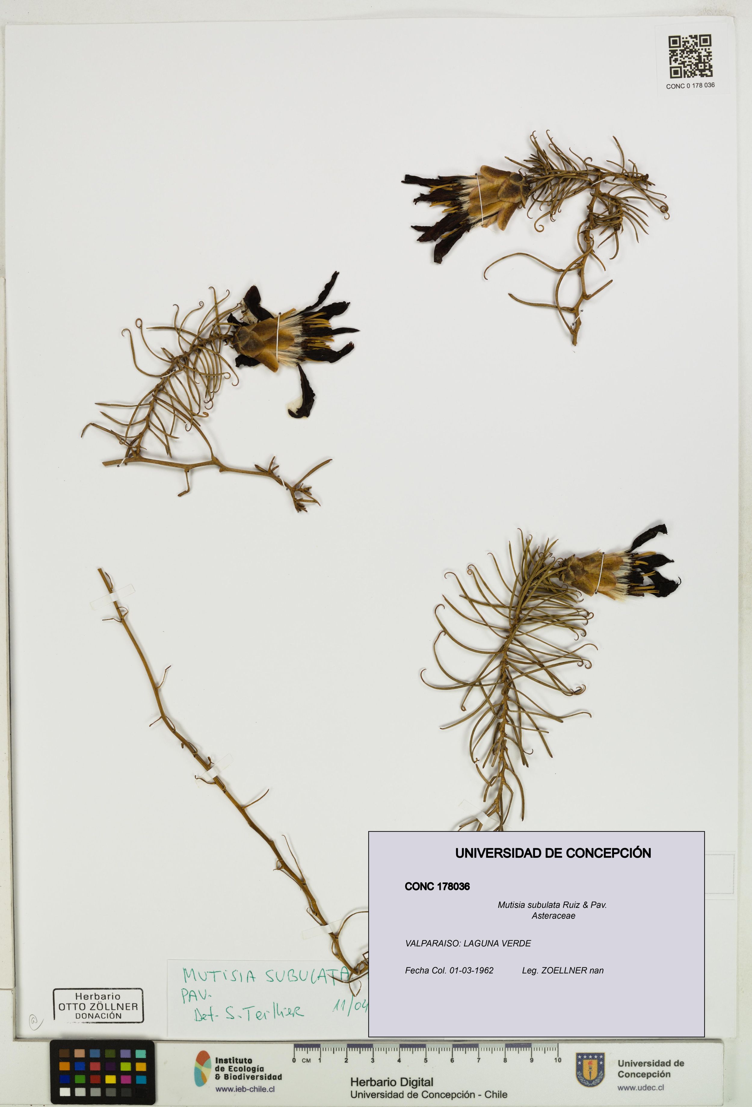 Mutisia subulata [Espécimen: ]