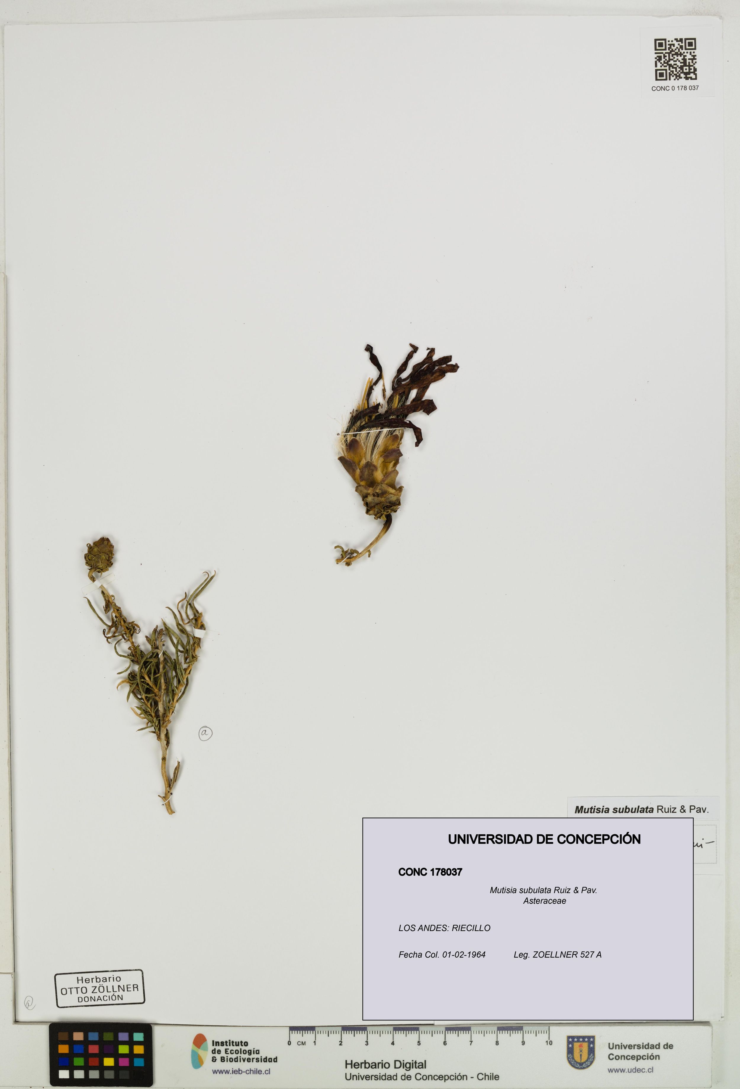 Mutisia subulata [Espécimen: ]