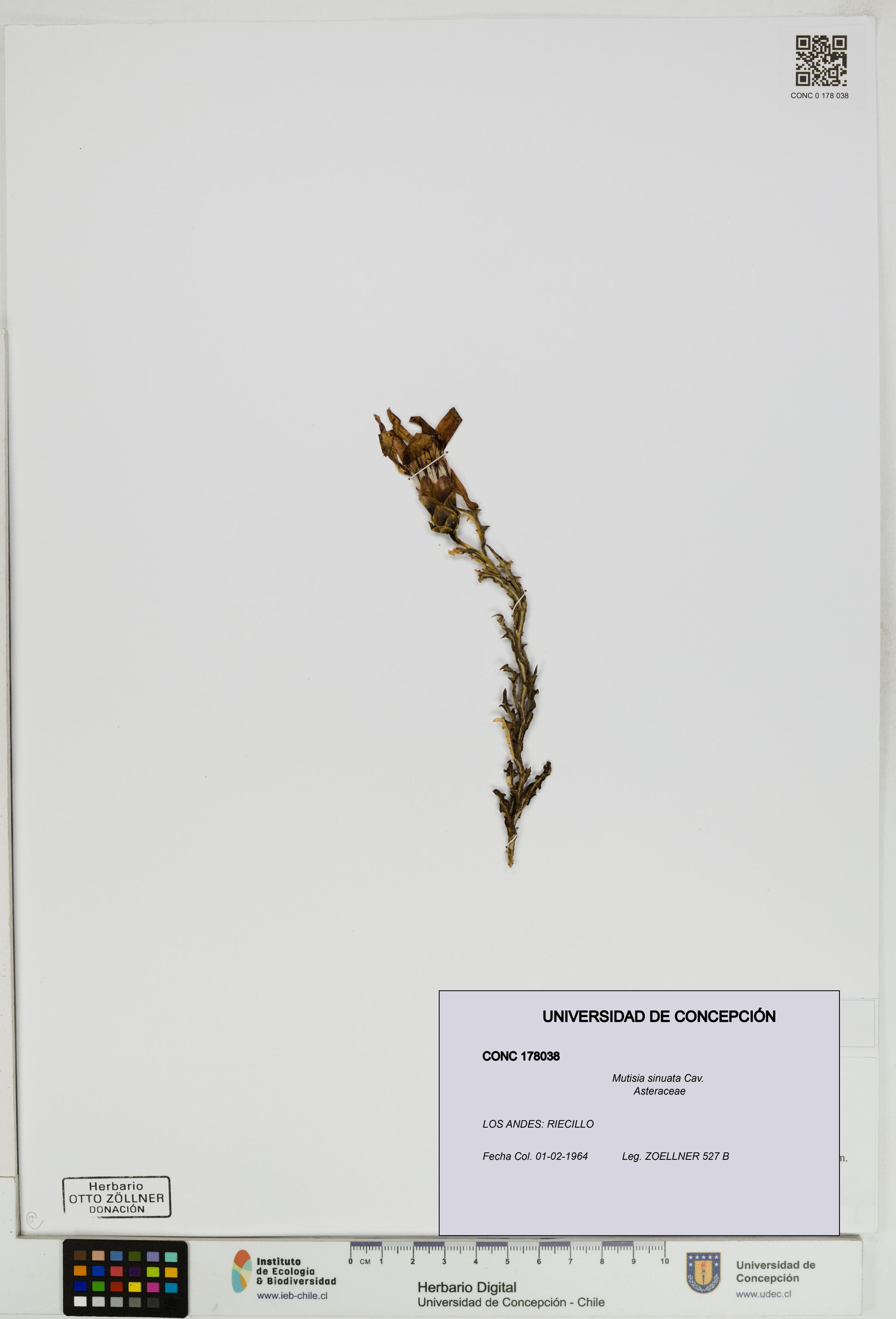Mutisia sinuata [Espécimen: ]