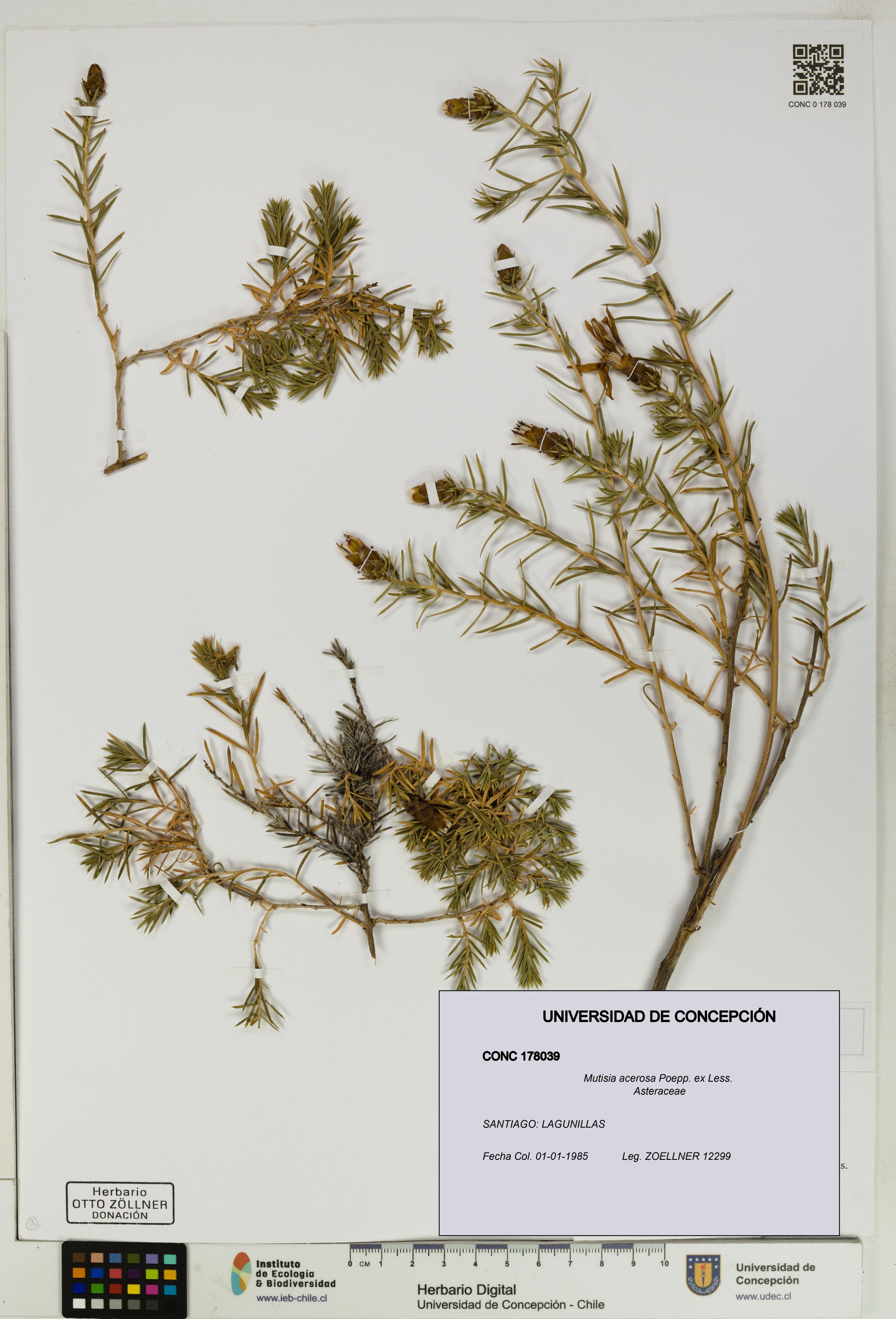 Mutisia acerosa [Espécimen: ]