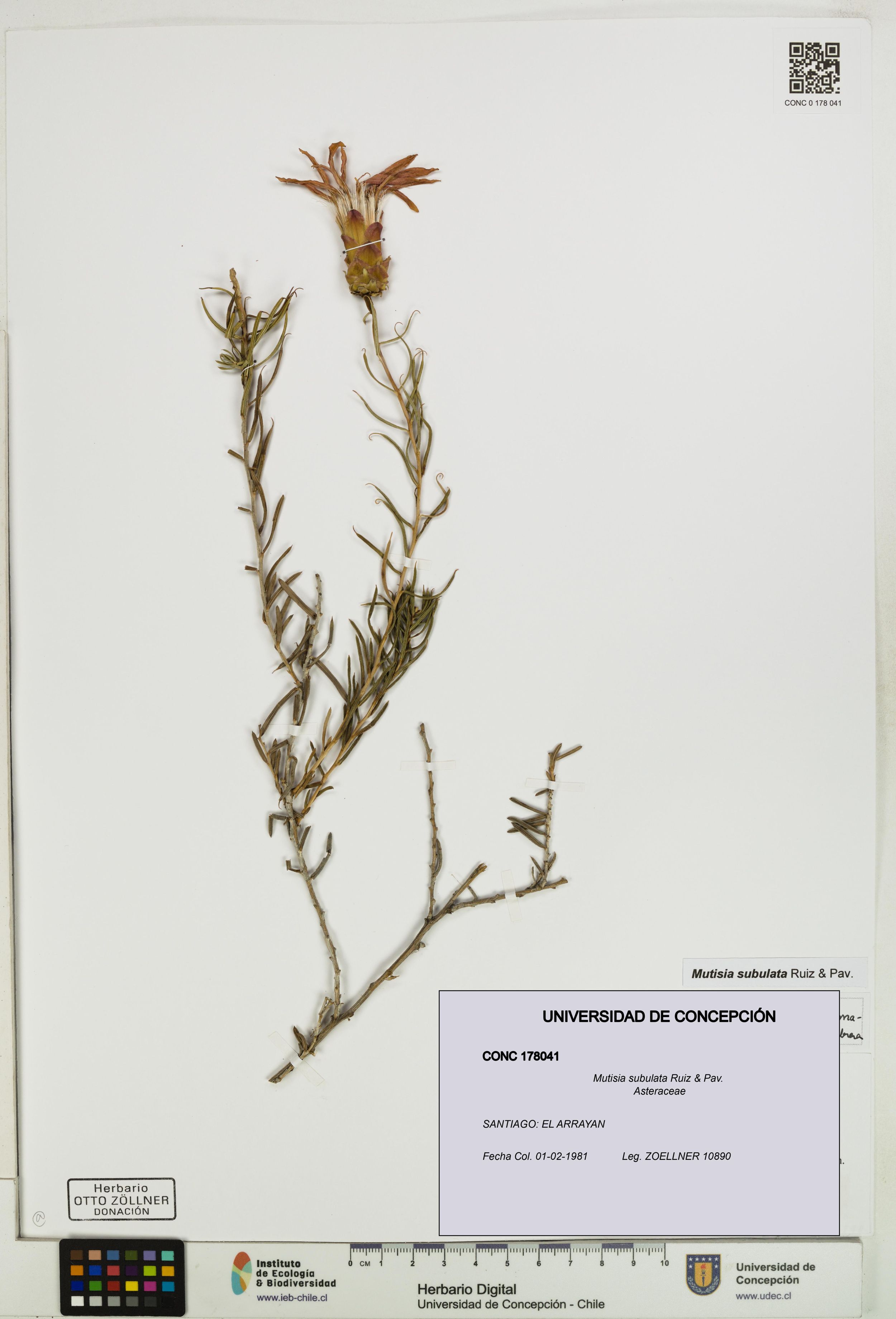 Mutisia subulata [Espécimen: ]